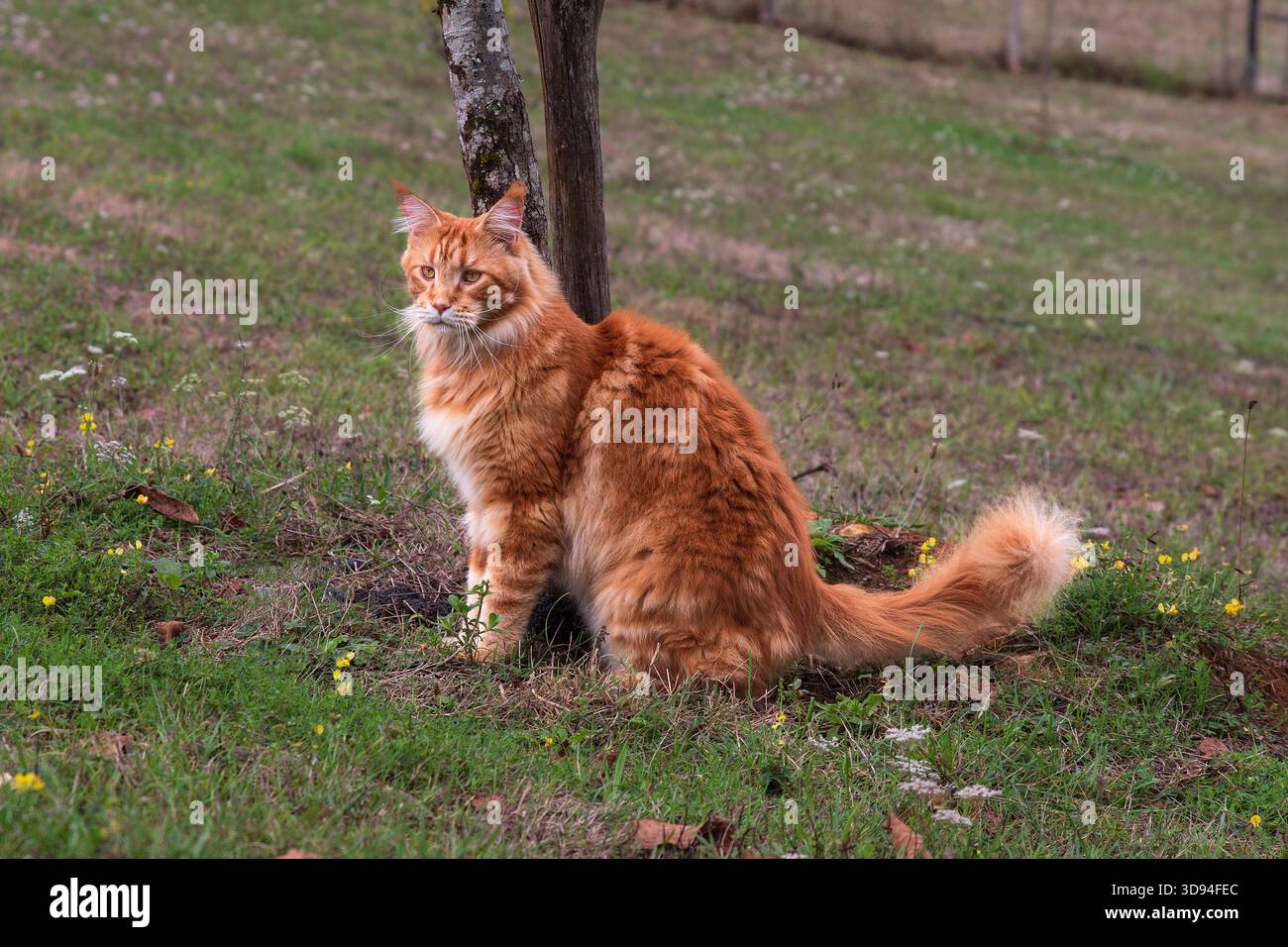 Nahaufnahme einer langhaarigen Ingwerkatze, die im Gras sitzt Stockfoto