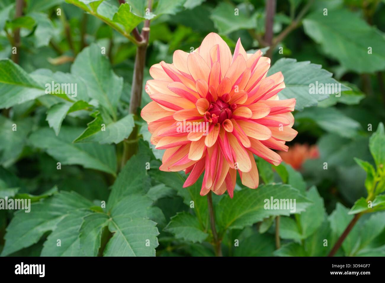 Dahlia verrückte Beine, dekorative Dahlien, hellorange Farbe mit roter Rückseite Stockfoto