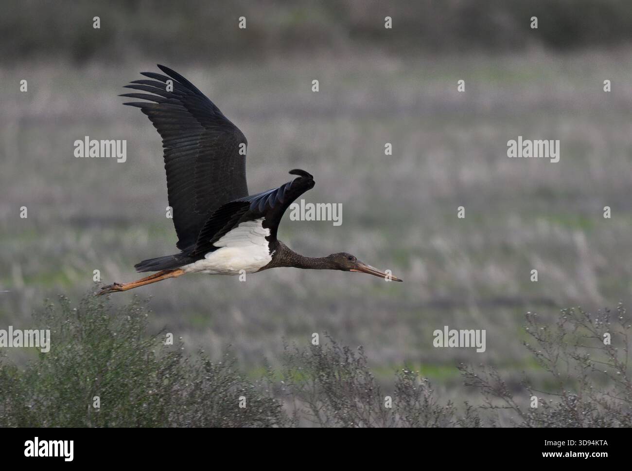 Schwarzstorch im Flug über Doana Stockfoto