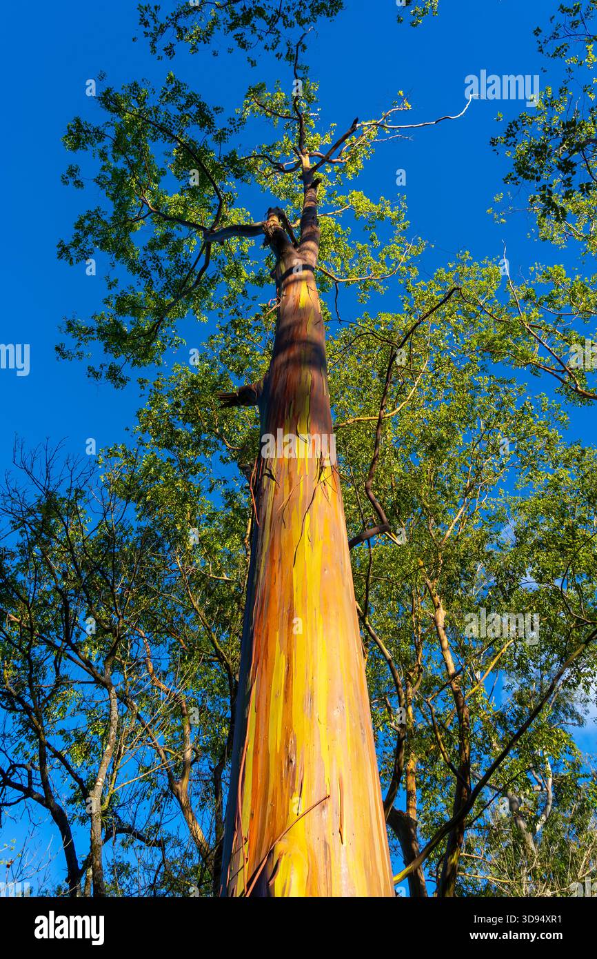 Ein Regenbogeneukalyptusbaum im Keahua Arboretum in der Nähe von Kapa'a, Kauai, Hawaii. Stockfoto