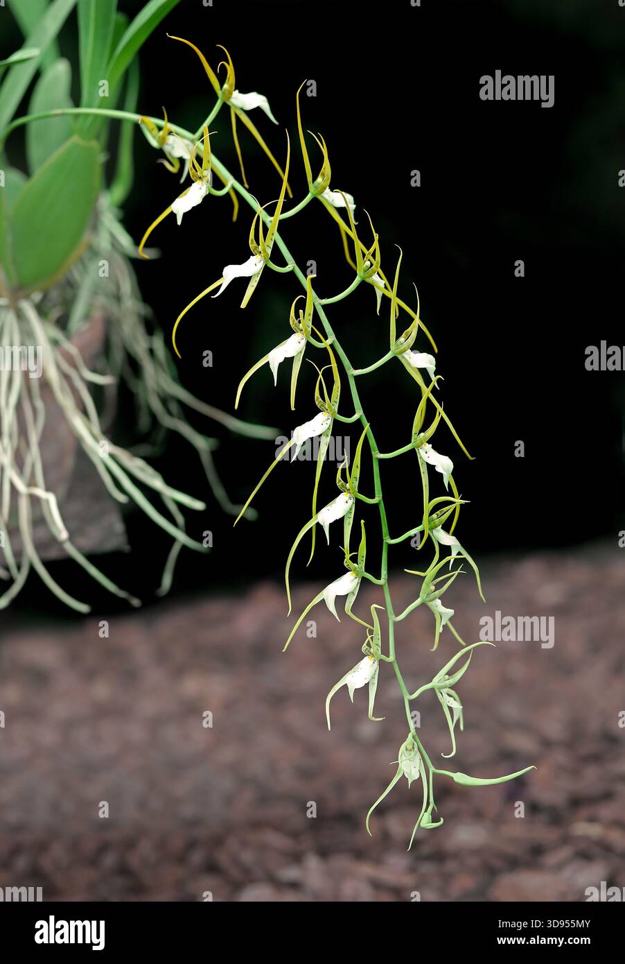 Jipijapa Orchidee, Jipijapa Spinnenkorchidee oder einfach Spinnenkorchidee, Brassia jipijapensis, Orchidaceae. Ecuador, Südamerika. Stockfoto