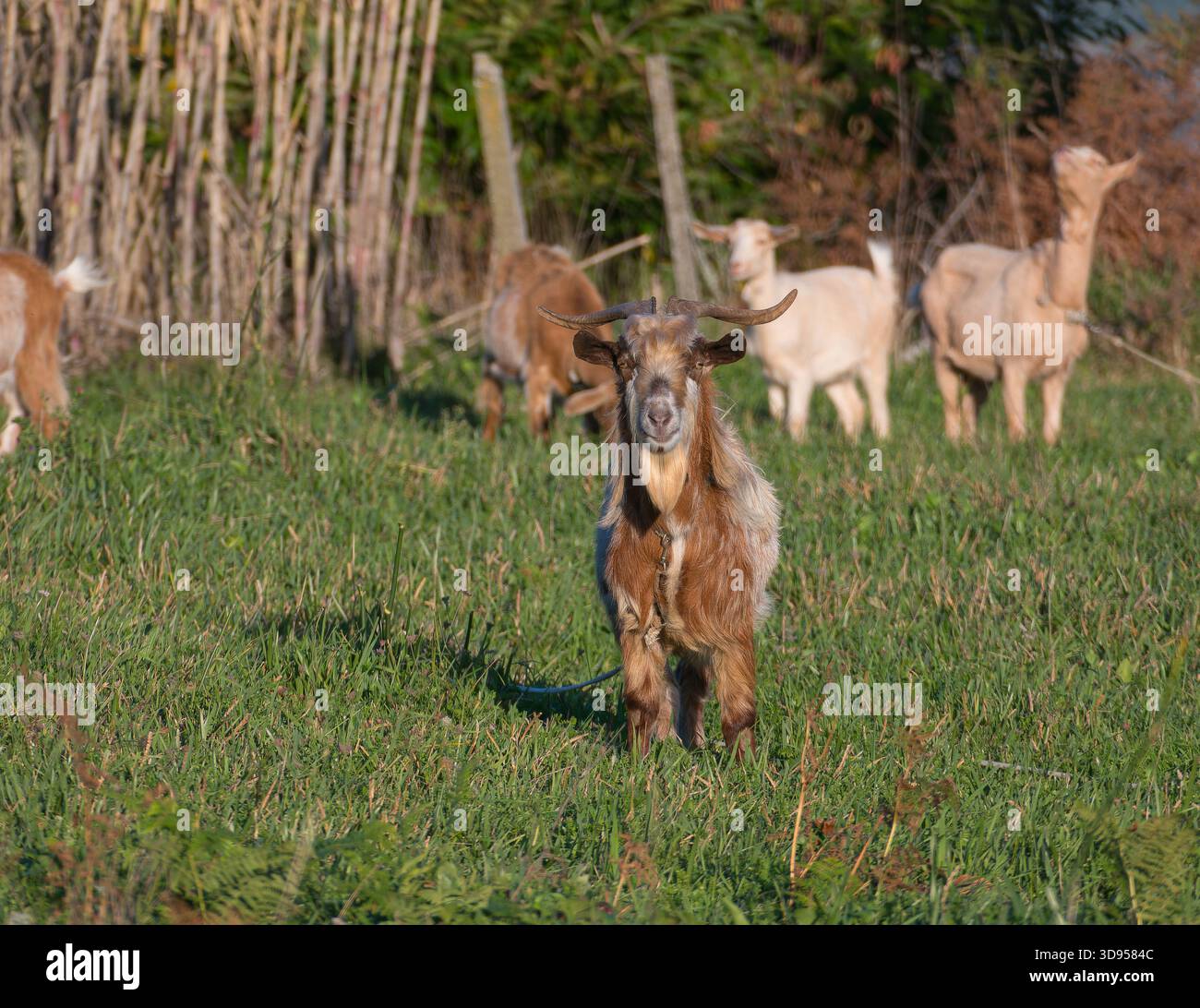 Ein brauner Ziegenbock mit Hörnern starrt direkt in die Kamera, während er an einem sonnigen Tag auf einem grasbewachsenen Feld mit anderen Ziegen im Hintergrund steht Stockfoto