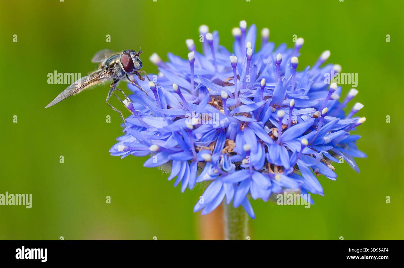 Ein gemeiner hoverfly (Melangyna viridiceps) liegt auf einer lebendigen Blume des Blauen Pincuskissens (Brunonia australis) in Brisbane Ranges, Victoria, Australien Stockfoto