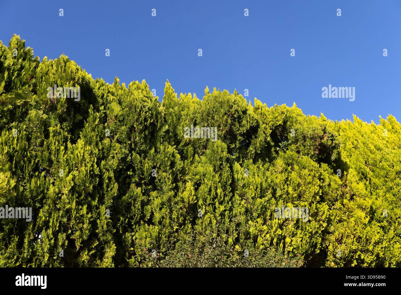 Eine sonnendurchflutete Gartenhecke in Los Angeles erhebt sich in einer dichten, hellgrünen Mauer vor einem wolkenlosen blauen Himmel. Stockfoto