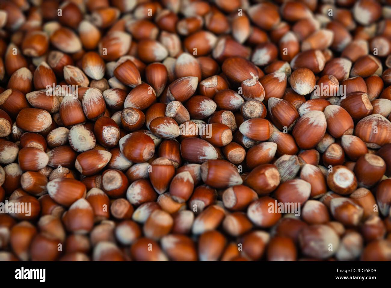 Eine dicht gepackte Kollektion ganzer Haselnüsse mit intakten Schalen, die natürliche Brauntöne und blasskonische Spitzen zeigen Stockfoto
