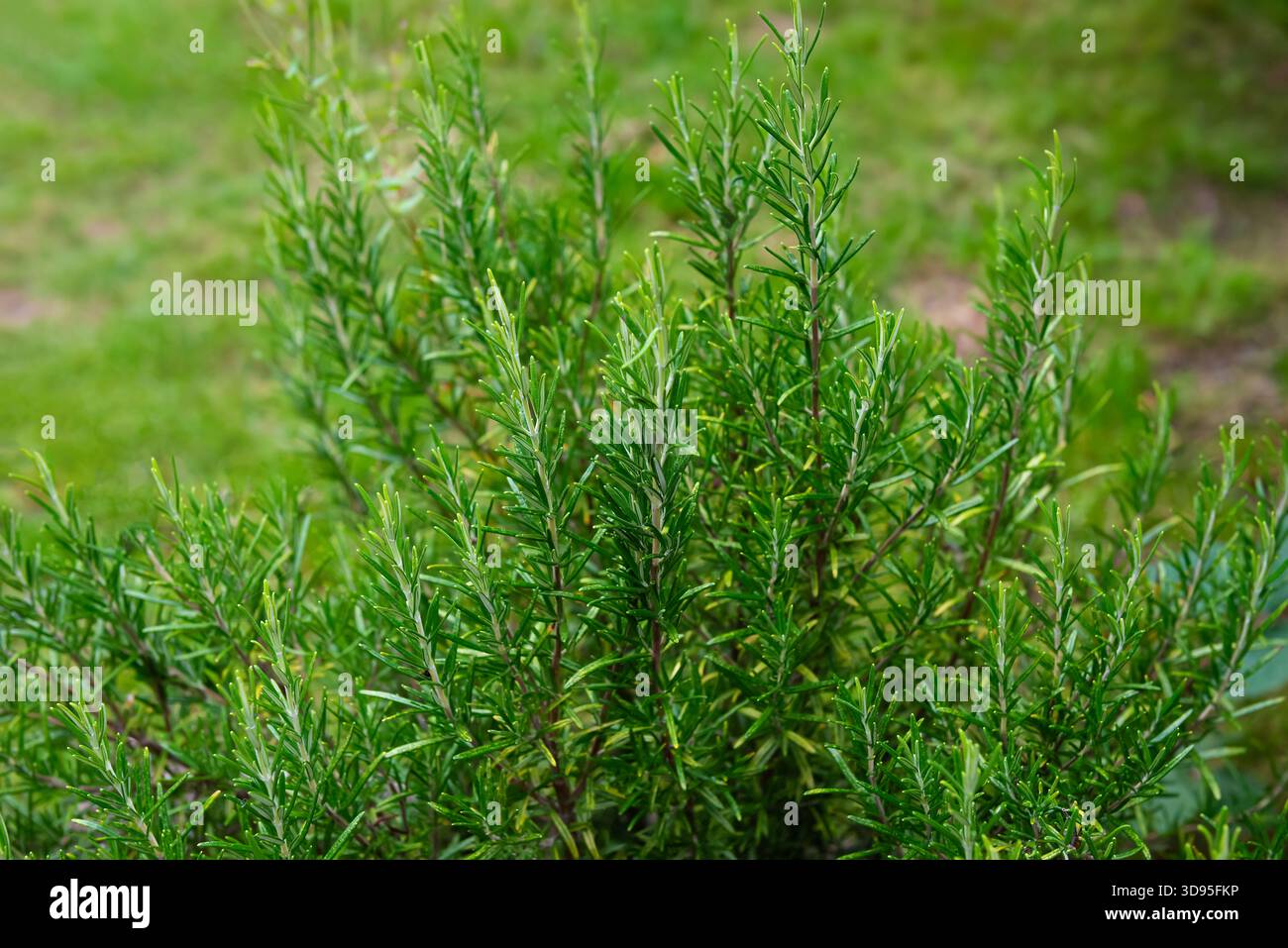 Aufrecht stehende Rosmarinstämme mit dichten nadelförmigen grünen Blättern gedeihen im Freien, umgeben von natürlichem Gras und weichem Tageslicht Stockfoto