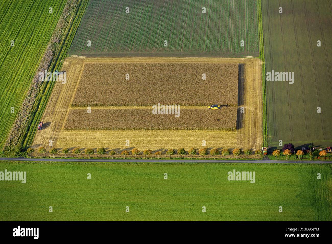 Maisfeld, Maisernte, Mähdrescher im Maisfeld, Landwirtschaft, rechteckiges Feld, Feld auf der Straße, Dortmund, Ruhrgebiet, Nordrhein-Wes Stockfoto