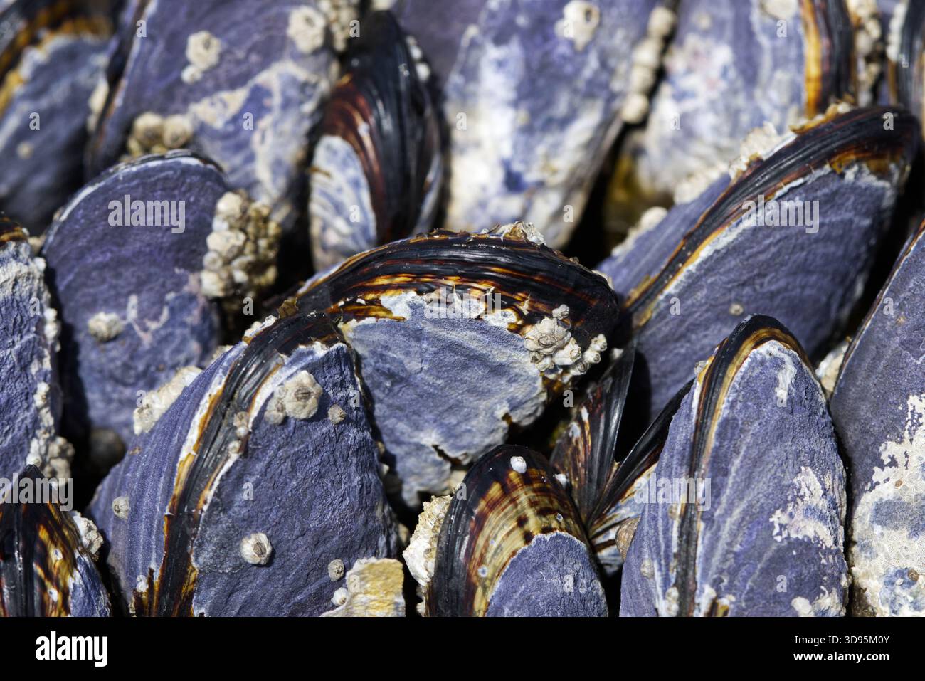 Blaue Muscheln (Mytilus edulis) in einem freiliegenden Felsenbecken bei Ebbe am Botanical Beach, Juan de Fuca Trail, Port Renfrew, BC, Kanada Stockfoto