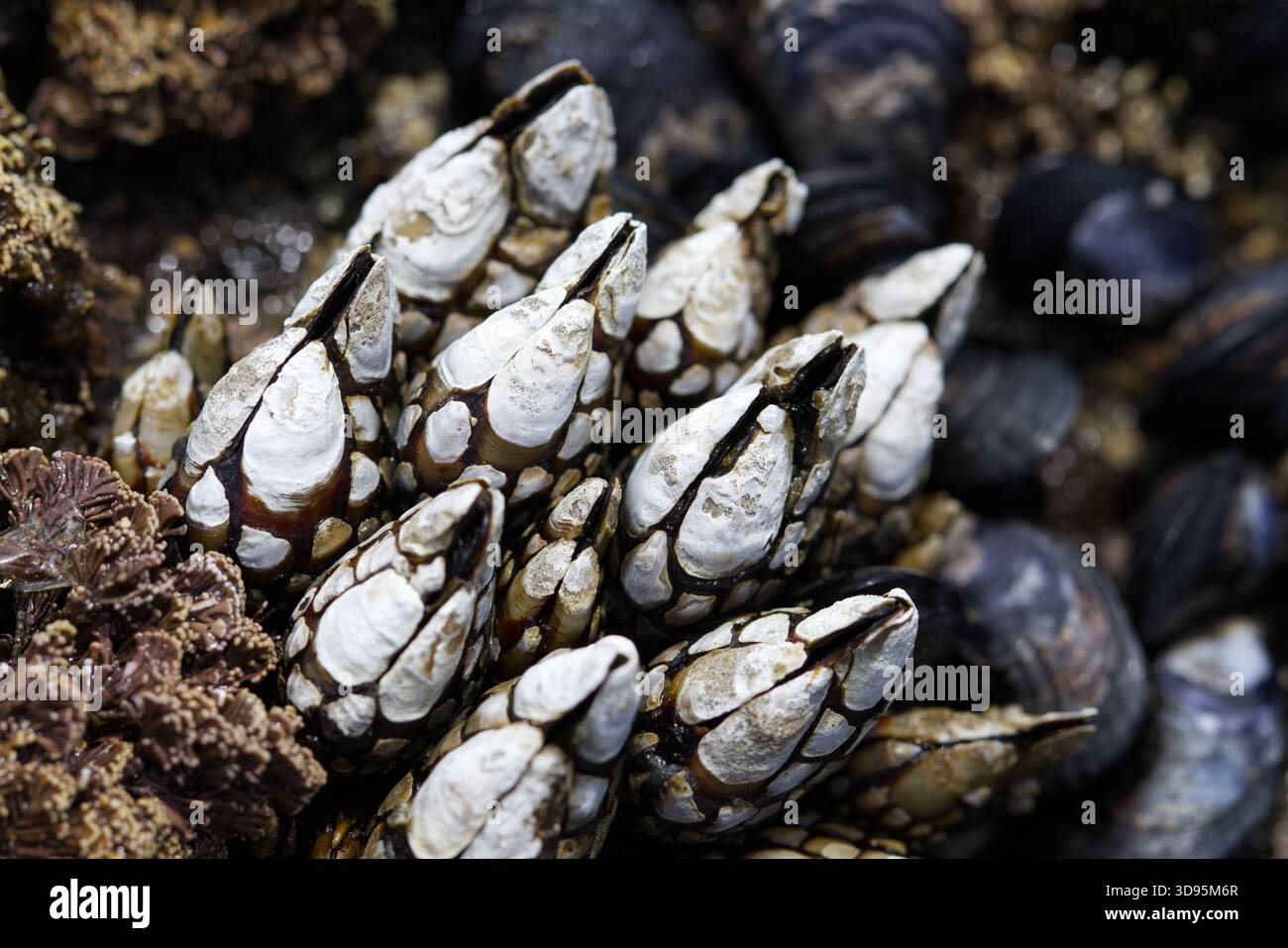 Gänsebarnacles (Pollicipes polymerus) in einem freiliegenden Felsenbecken bei Ebbe am Botanical Beach, Juan de Fuca Trail, Port Renfrew, BC, Kanada Stockfoto
