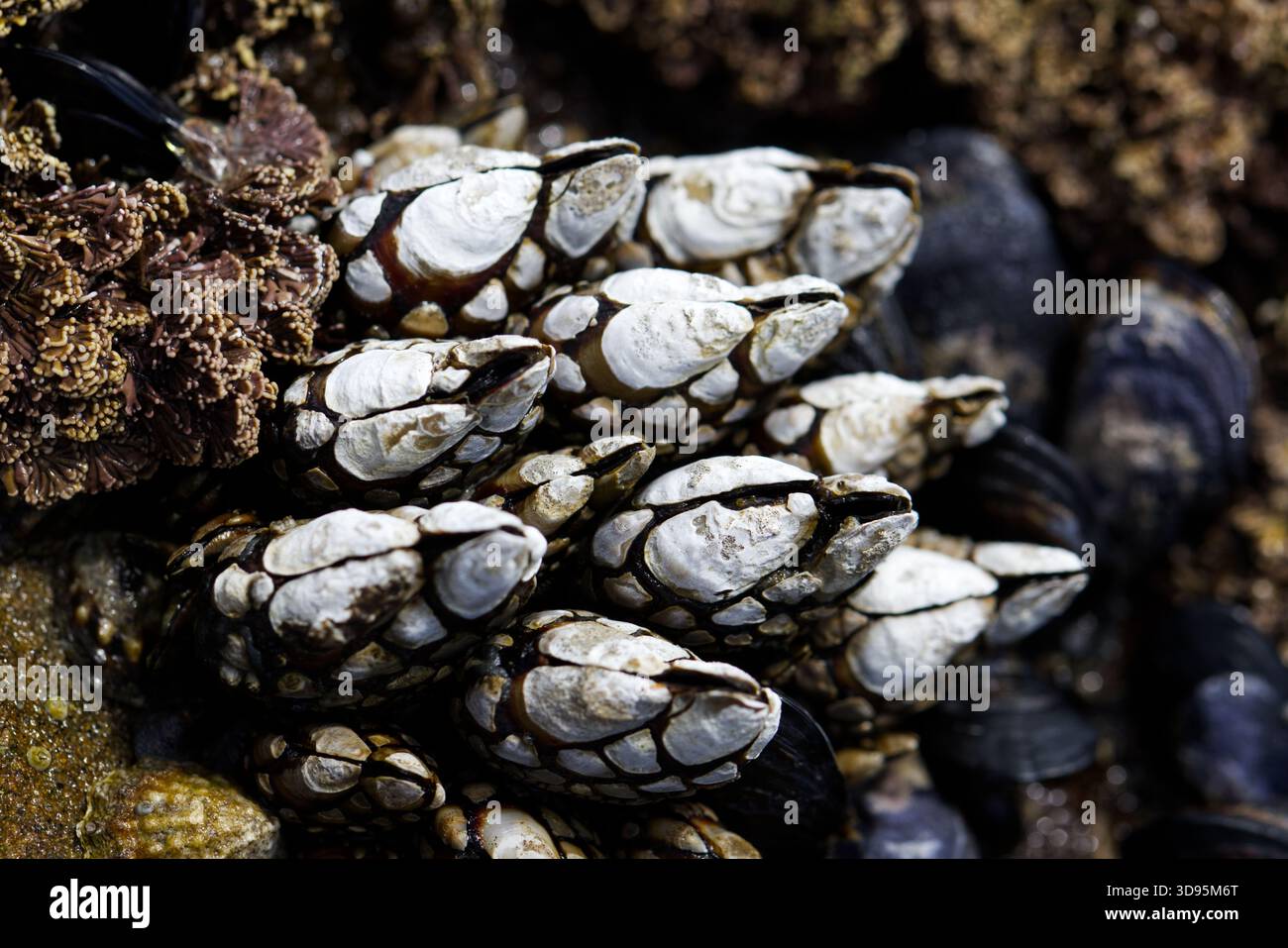 Gänsebarnacles (Pollicipes polymerus) in einem freiliegenden Felsenbecken bei Ebbe am Botanical Beach, Juan de Fuca Trail, Port Renfrew, BC, Kanada Stockfoto