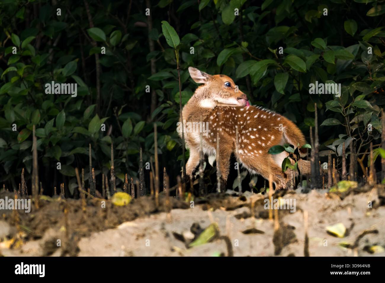 Kleines Kitzel am Rande der Wälder am Rande des Kanals in Sundarbans, Bangladesch Stockfoto