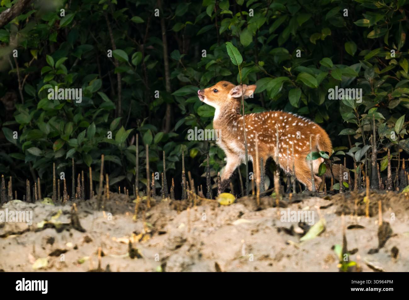 Kleines Kitzel am Rande der Wälder am Rande des Kanals in Sundarbans, Bangladesch Stockfoto