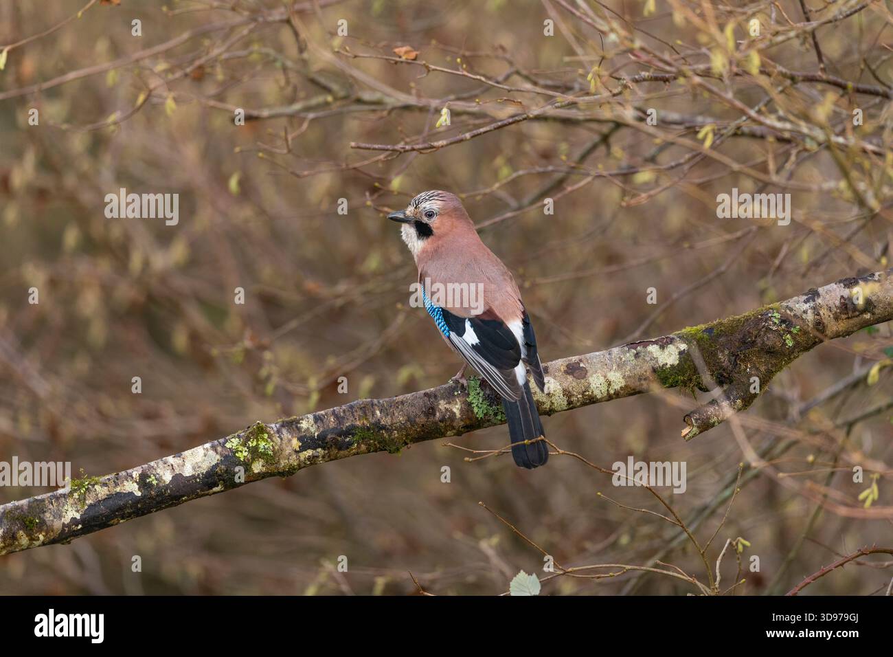 Jay; Garrulus glandarius; on Branch; UK Stockfoto