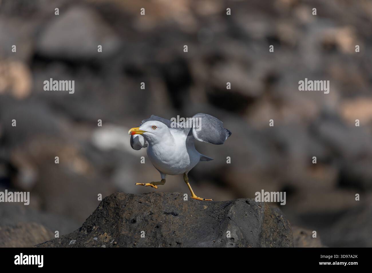 Gelbbeinmöwe; Larus michahellis; Kanarische Inseln; Spanien Stockfoto