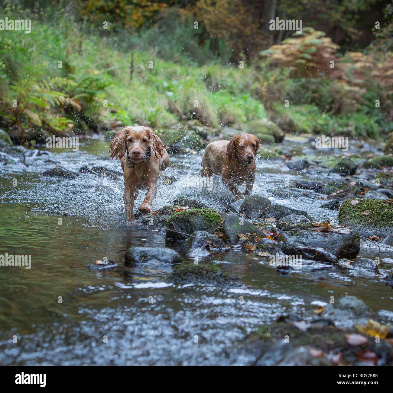 Zwei Cocker Spaniels, die durch einen flachen Bach im Wald laufen. Action-Hund-Fotografie. Stockfoto