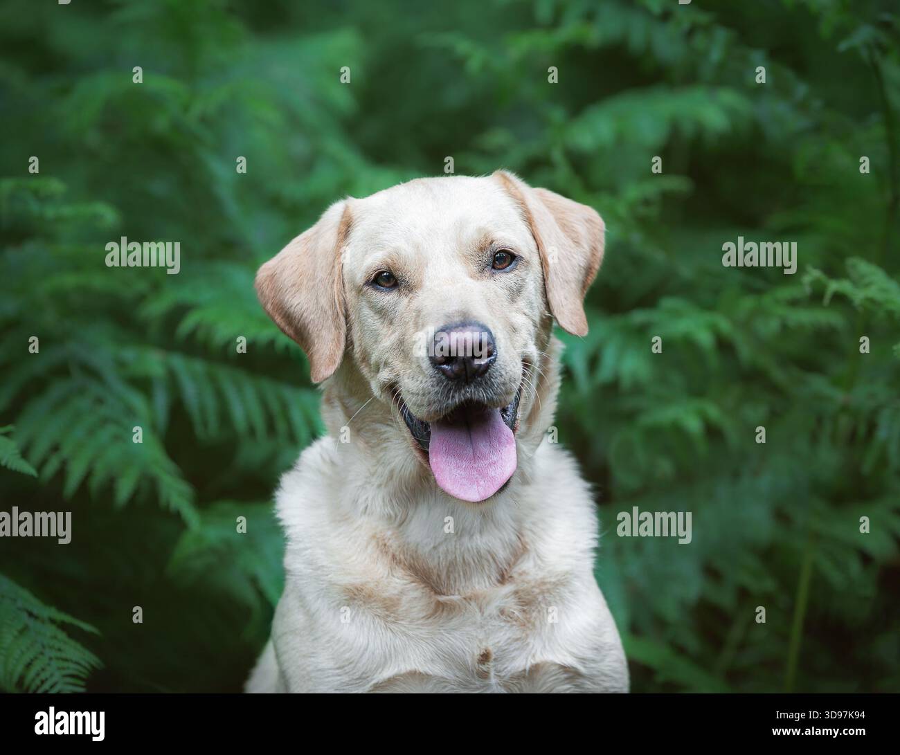 Gelber Labrador lächelt vor grünem Laub während einer Porträtsitzung im Freien. Stockfoto