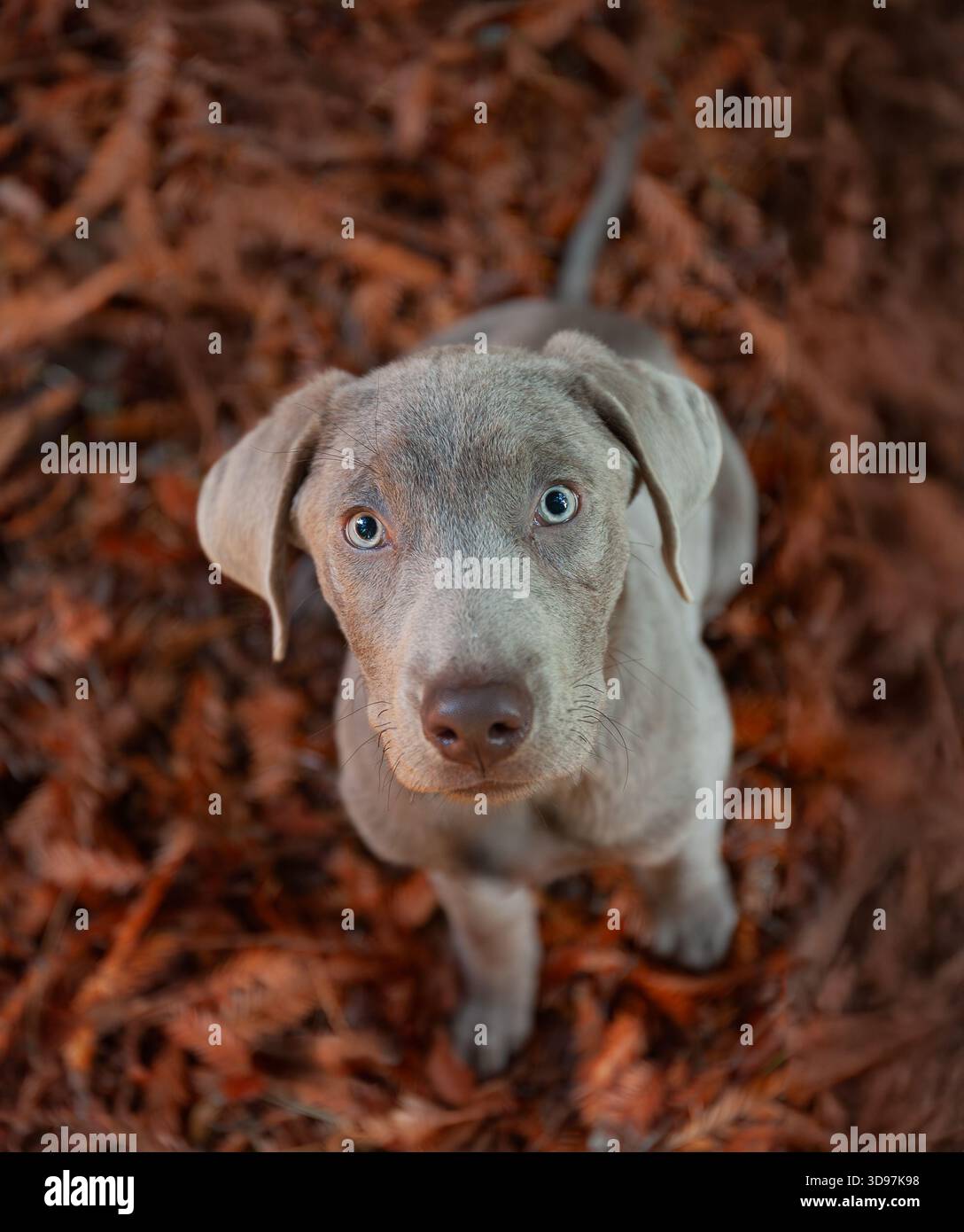 Labrador-Welpe sitzt auf Herbstlaub und blickt mit einem weichen Ausdruck nach oben Stockfoto
