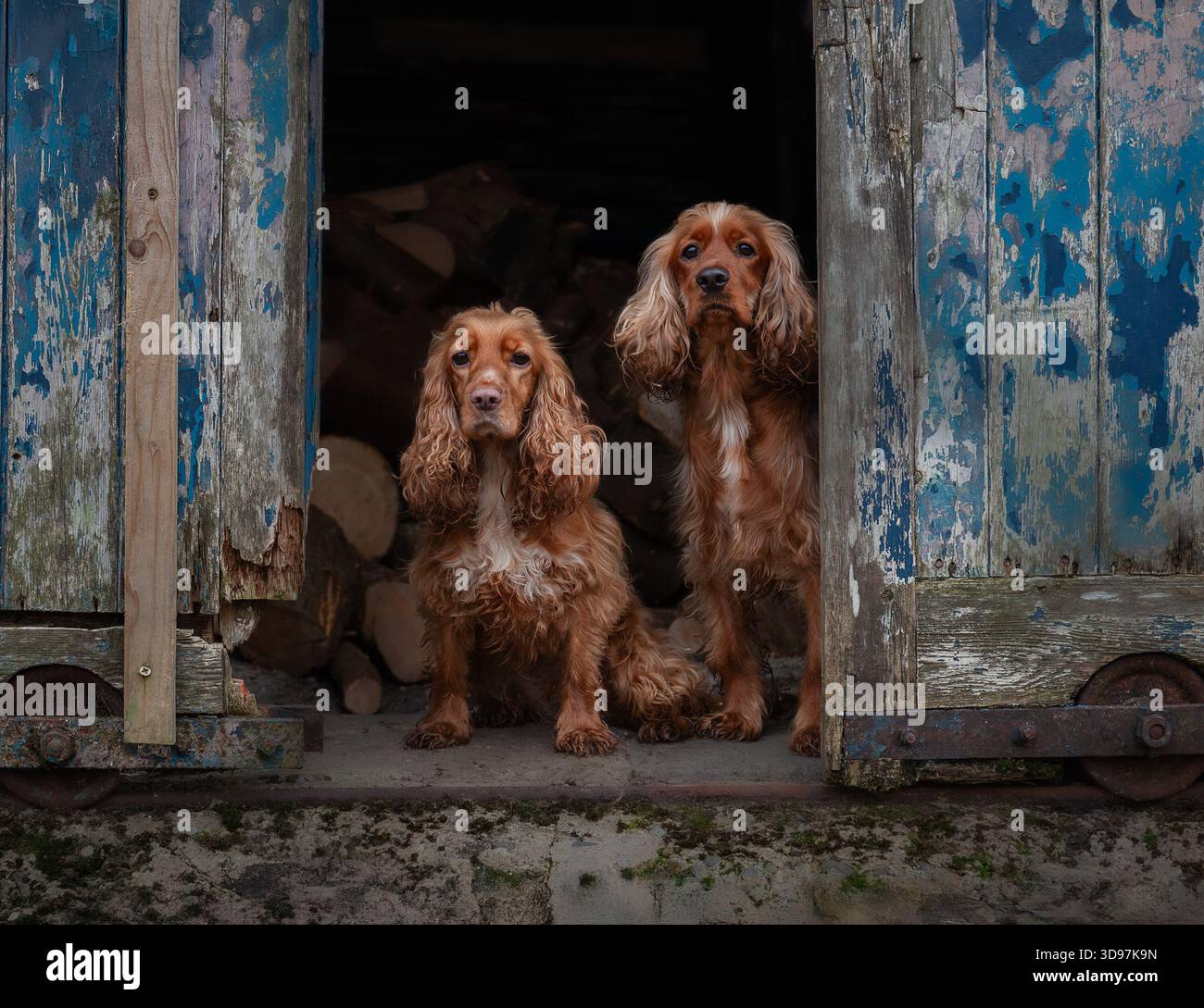 Zwei Cocker Spaniels sitzen im Eingang einer rustikalen Scheune. Arbeitshund-Porträt bei Tageslicht. Stockfoto