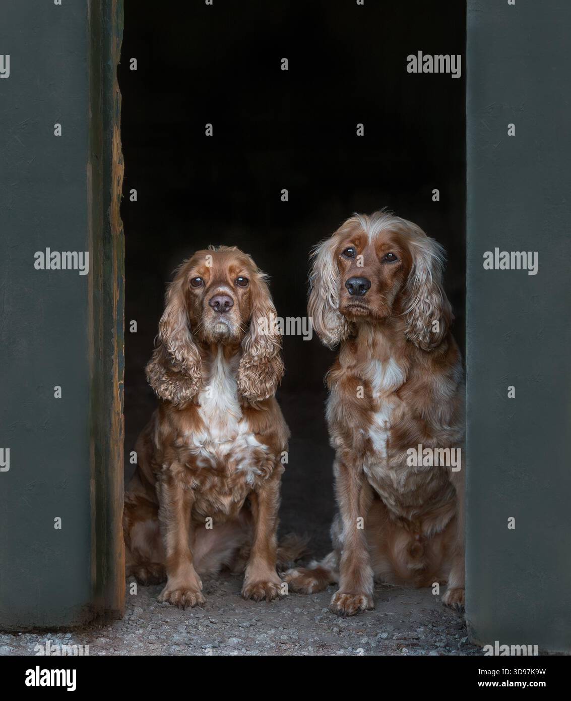 Zwei Cocker Spaniels sitzen zusammen in einer alten Steintür und schauen wachsam. Outdoor Lifestyle Hund Porträt. Stockfoto
