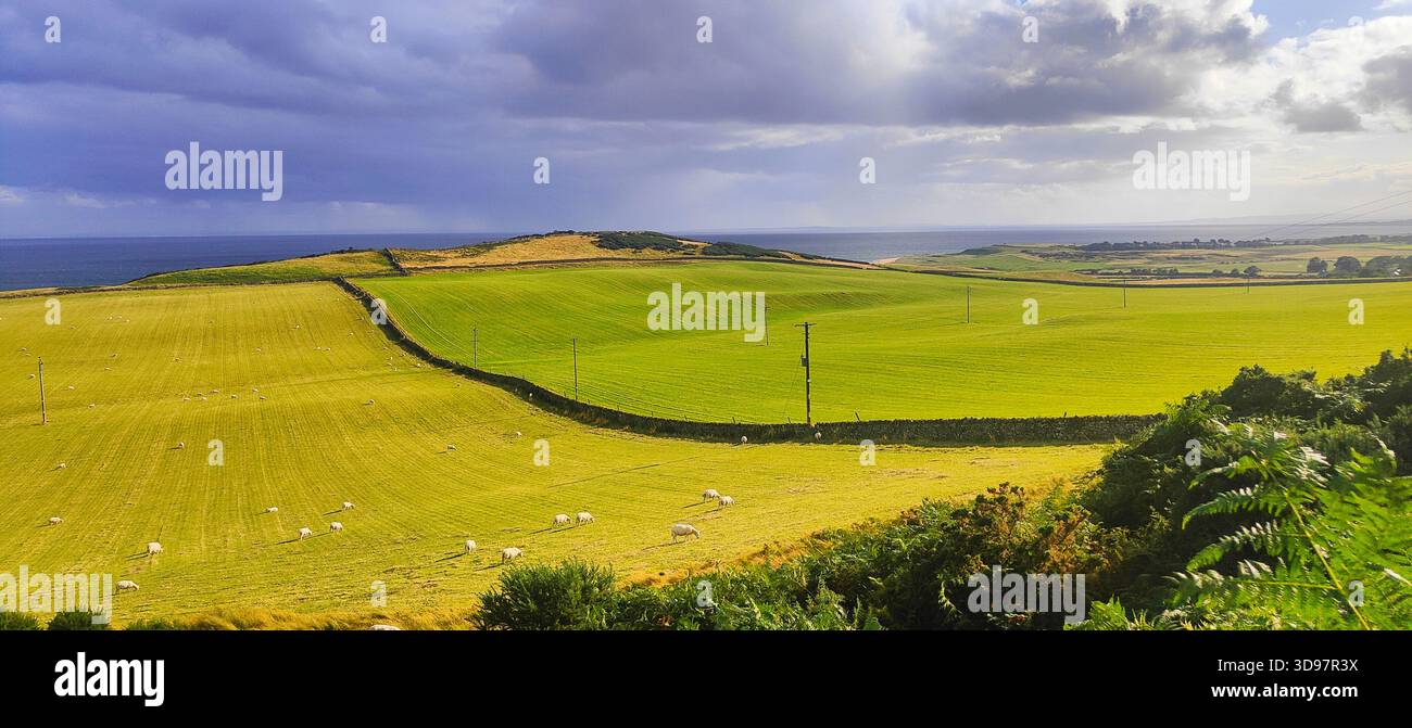 Wunderschöne grüne und gelbe Felder im hohen Norden Schottlands und NC500, die unter einem hellen Sommertag leuchten Stockfoto