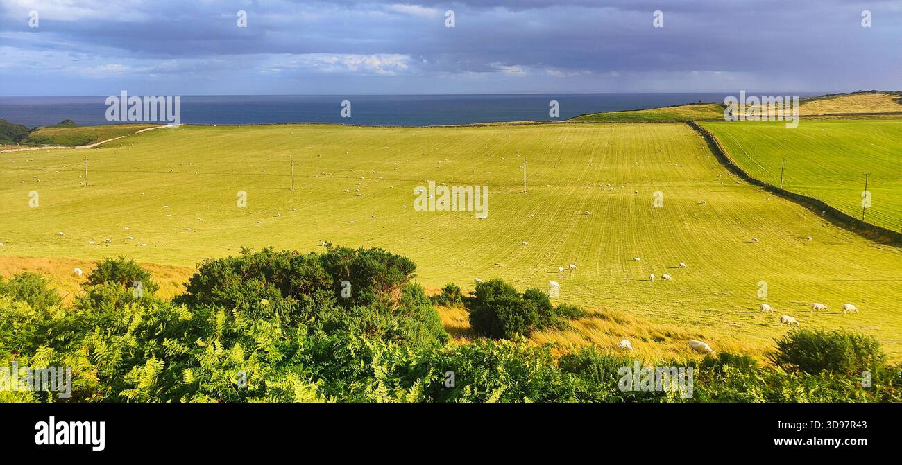 Wunderschöne grüne und gelbe Felder im hohen Norden Schottlands und NC500, die unter einem hellen Sommertag leuchten Stockfoto