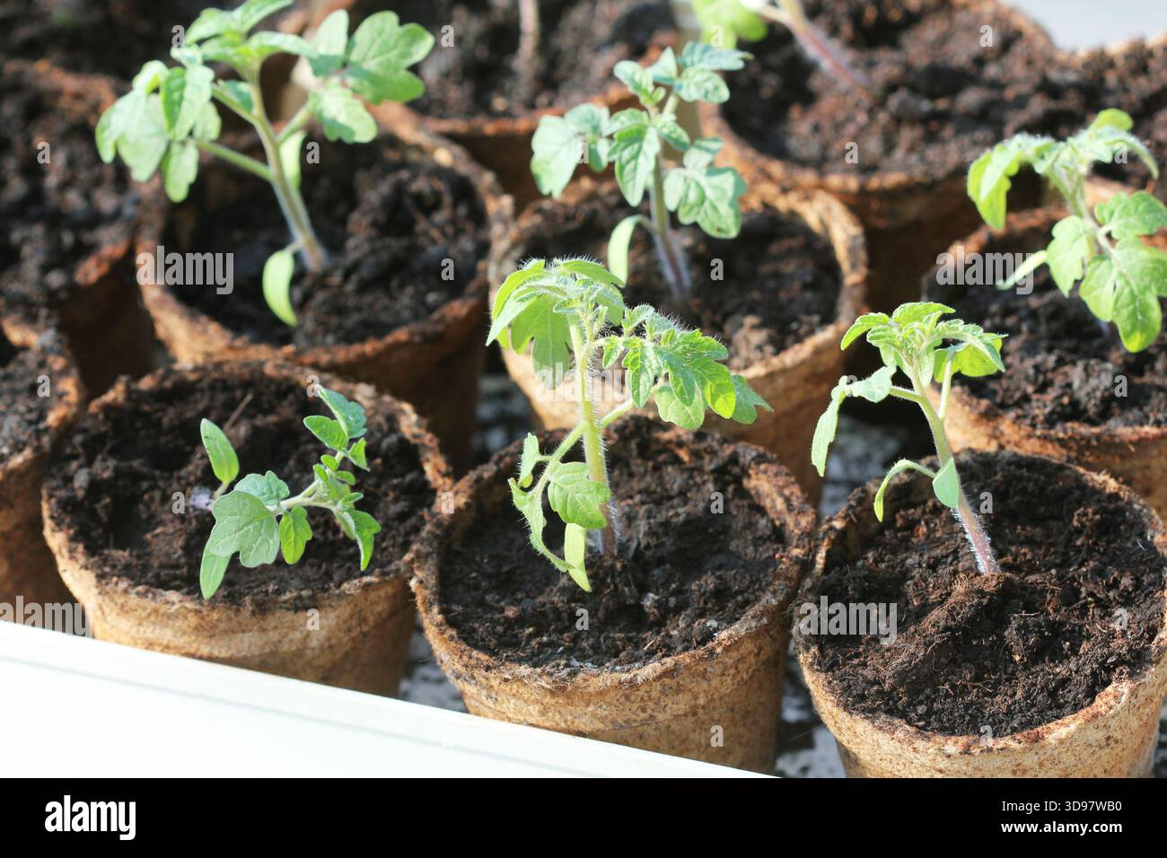 Junge Setzlinge, bevor sie in den Boden gepflanzt werden. Setzlinge von Tomaten in Töpfen Stockfoto