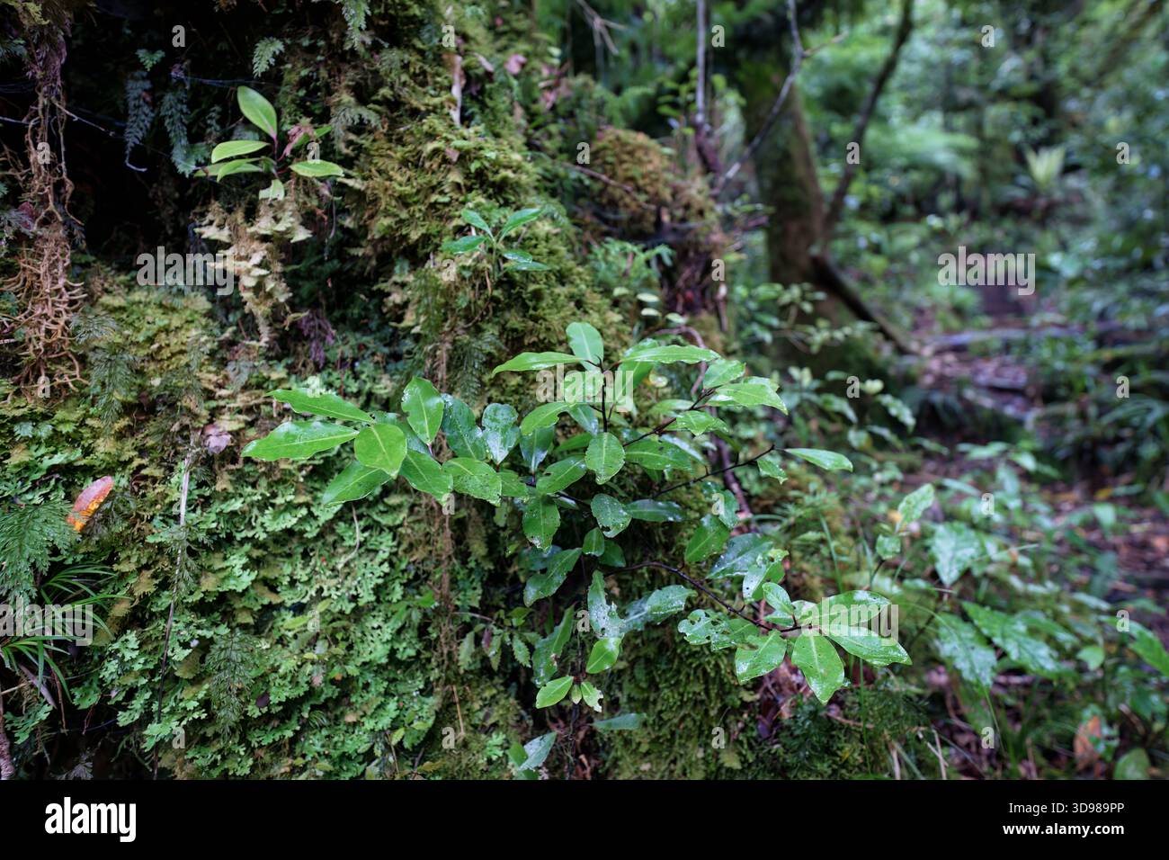 Üppig grüne Pflanze mit Blättern und Moos in dichtem Regenwald Stockfoto