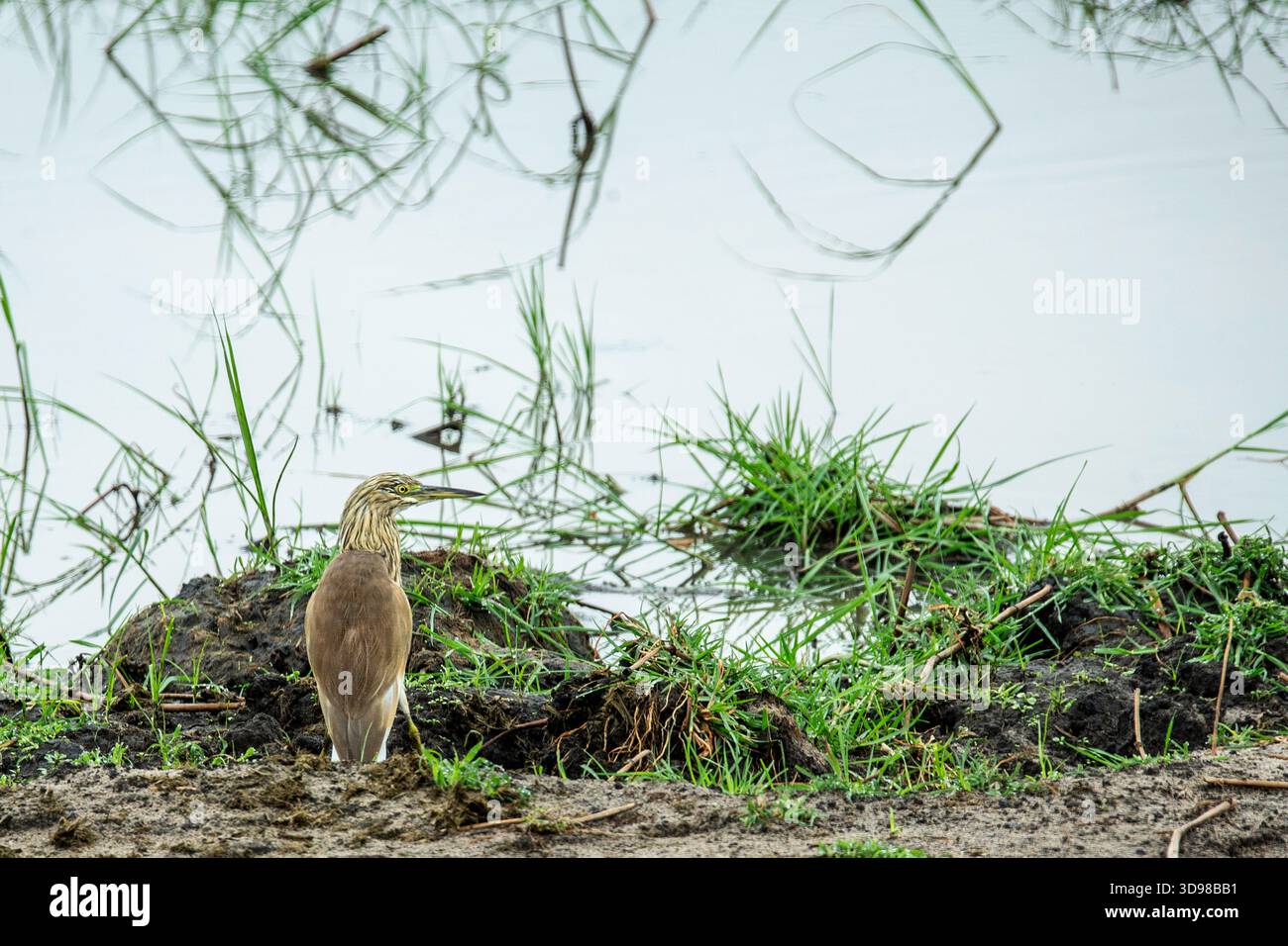 Ein Rührreiher, regungslos und wartend, am seichten Wasser der Kavango-Aue. Stockfoto
