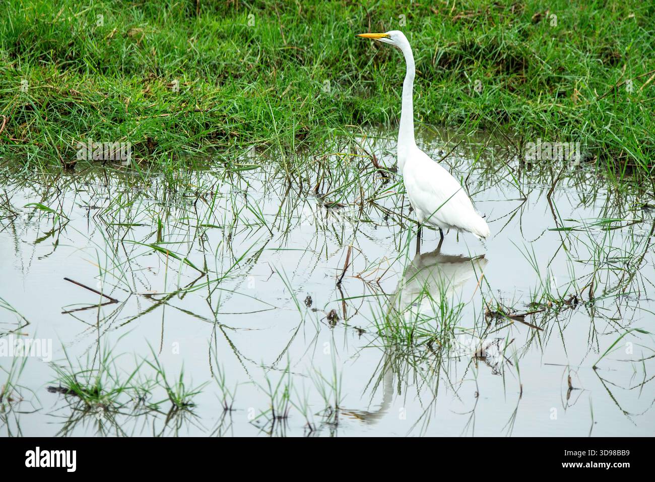 Ein großer Egret mit scharfem gelbem Schnabel und schwarzen Beinen, der im Wasser paddelt, um auf der Kavango-Aue zu jagen. Stockfoto
