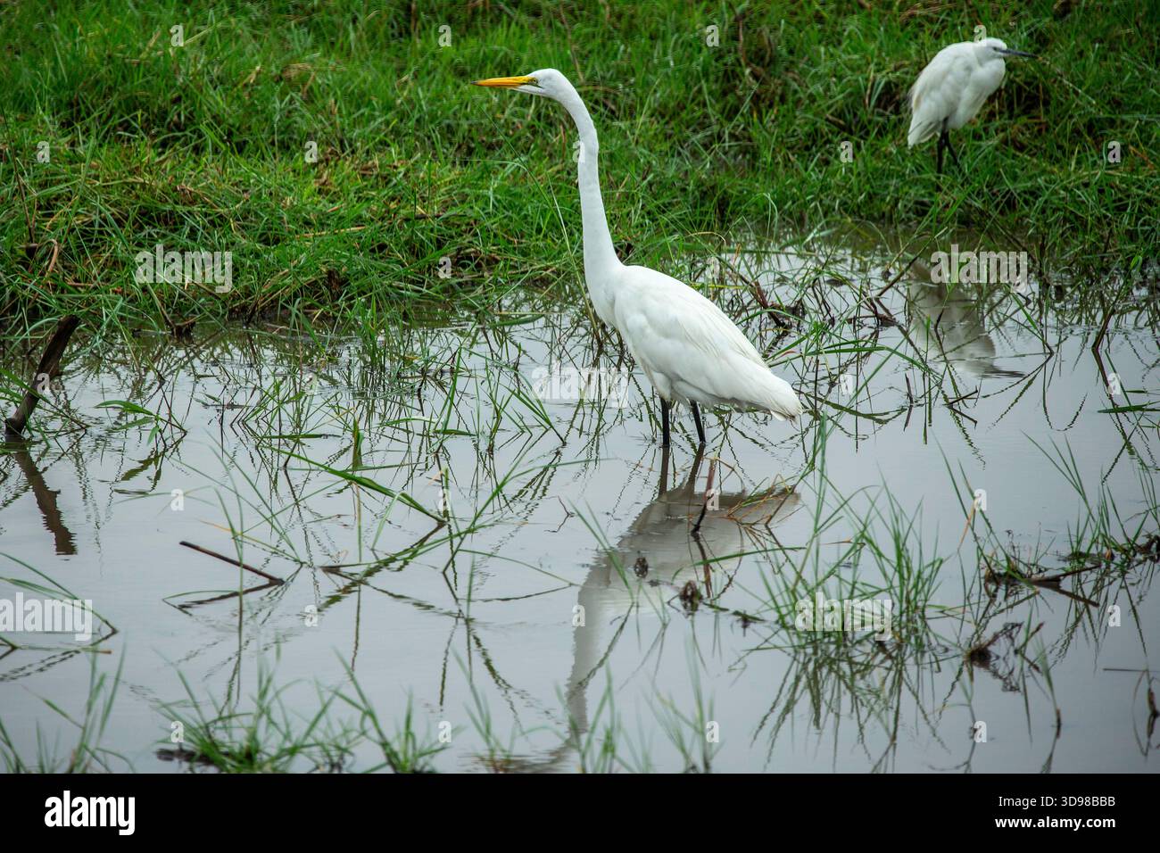 Ein großer Egret mit scharfem gelbem Schnabel und schwarzen Beinen, der im Wasser paddelt, um auf der Kavango-Aue zu jagen. Stockfoto