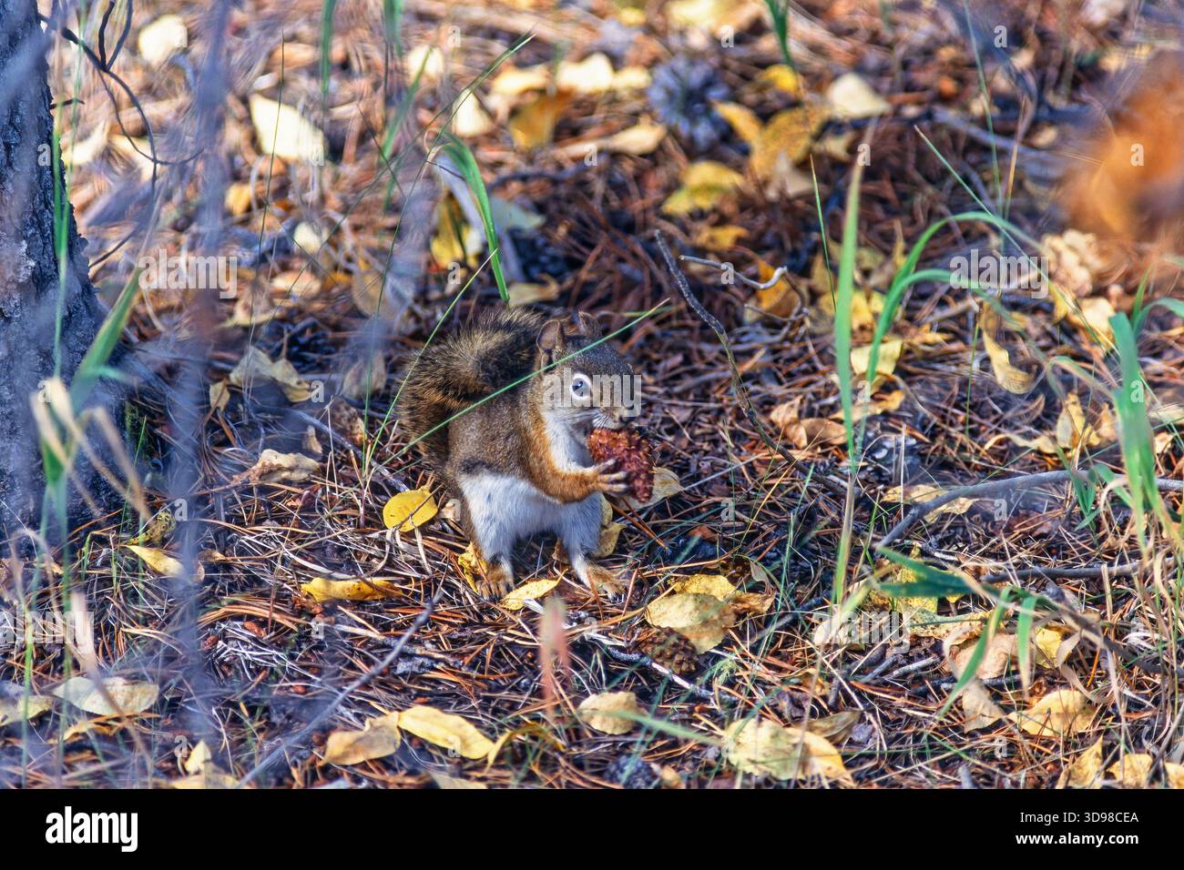 Amerikanisches rotes Eichhörnchen, das auf einem Kiefernzapfen auf dem Boden isst Stockfoto