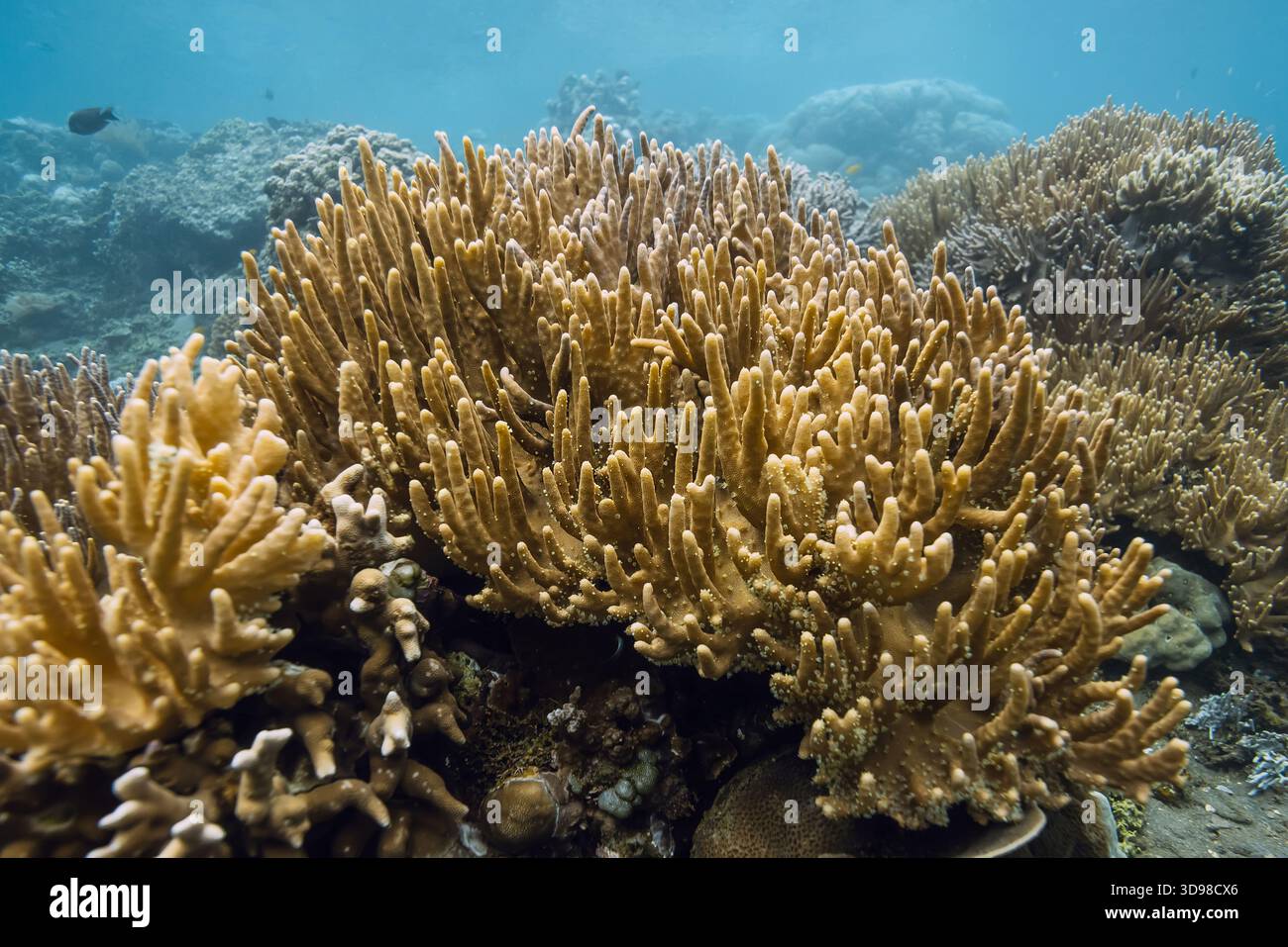 Unterwasserszene mit lebenden Korallen im tropischen Meer Stockfoto