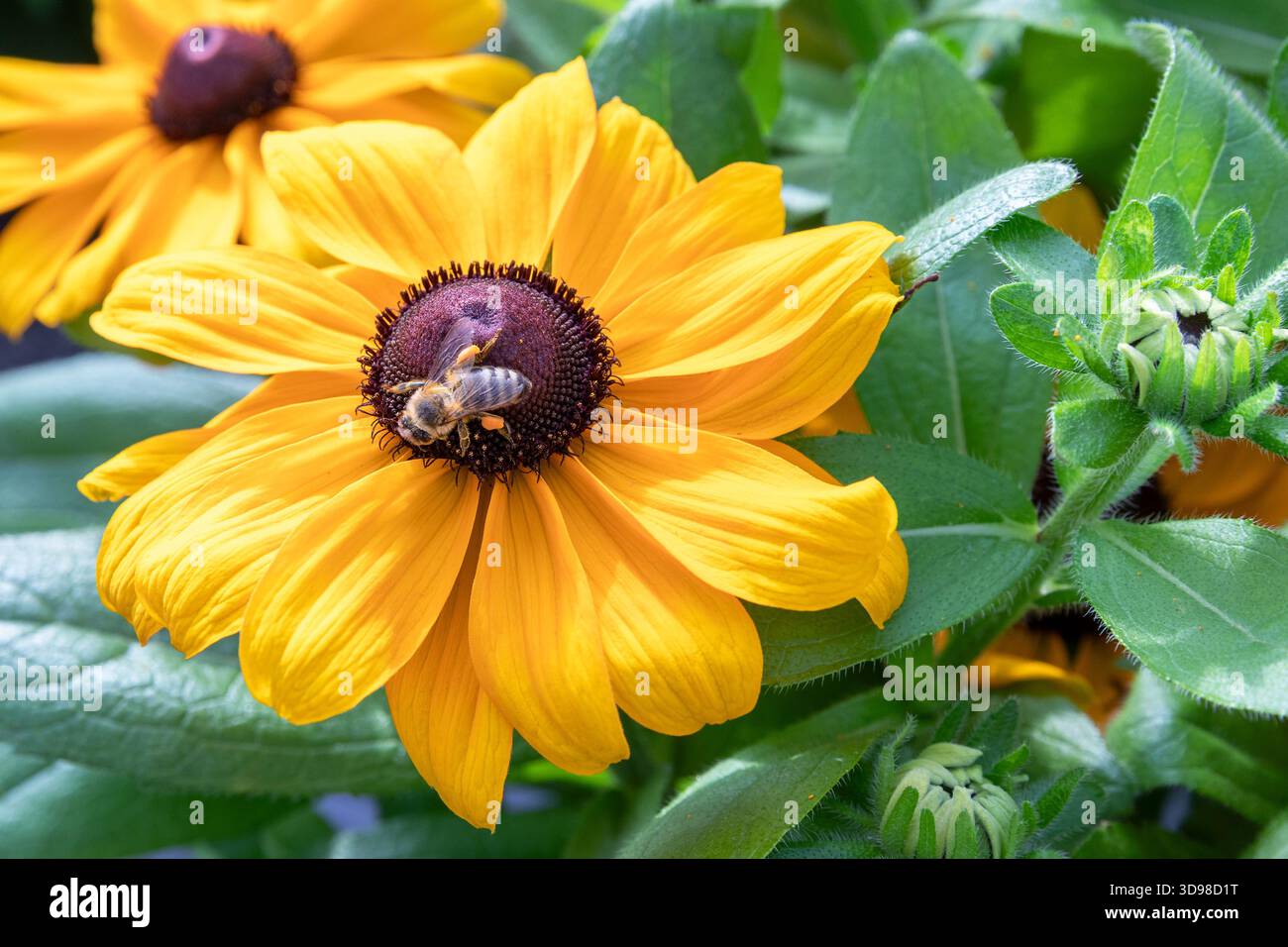 Nahaufnahme einer westlichen Honigbiene, die Nektar sammelt und Pollen auf einem Gelben Coneflower ausbreitet Stockfoto