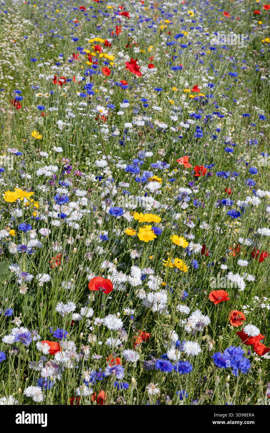 Feld mit roten, gelben, blauen und weißen Blüten in freier Wildbahn Stockfoto