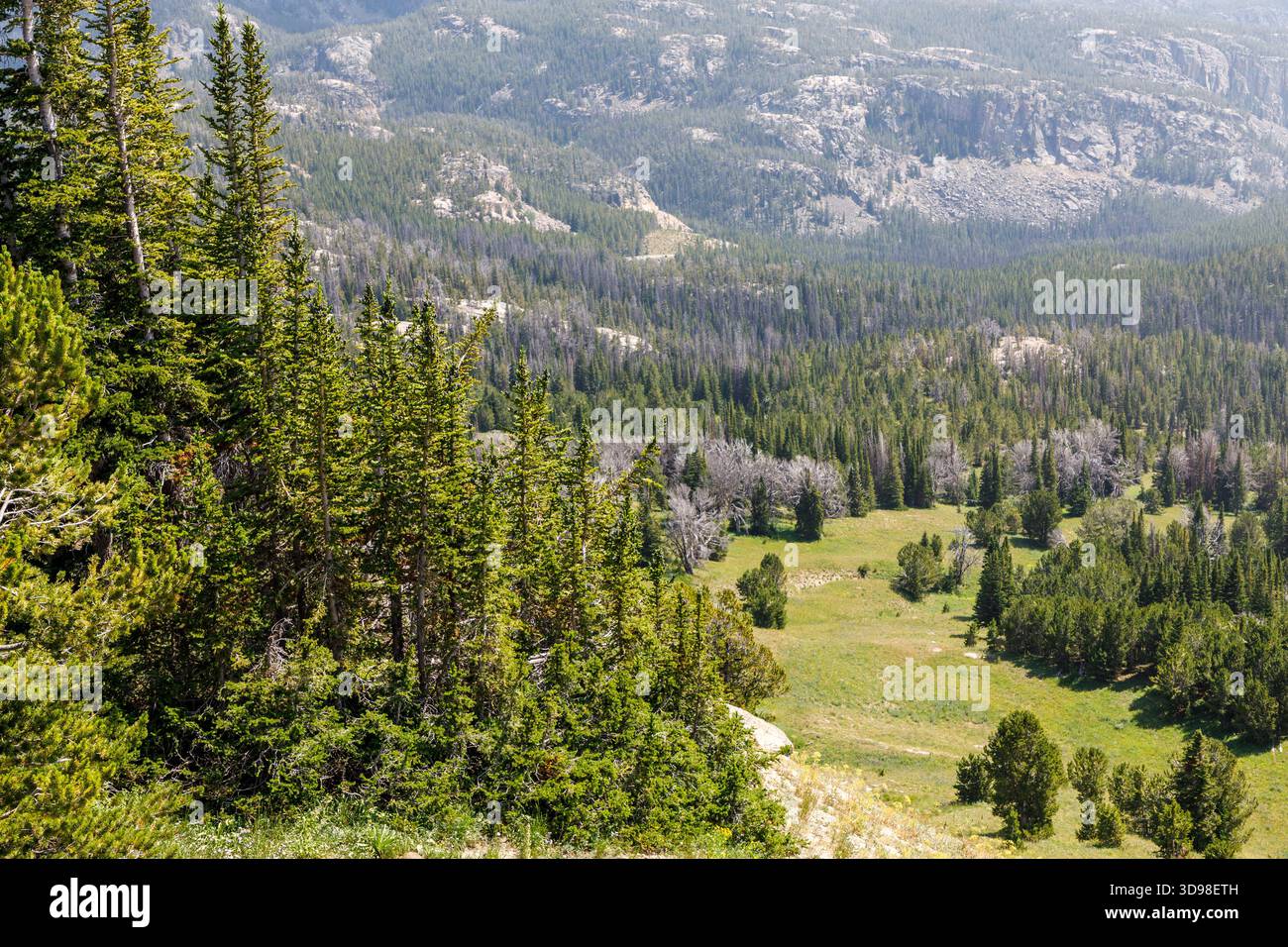 Wald und Tal vom Clay Butte Lookout, Beartooth Scenic Highway, Wyoming, USA Stockfoto