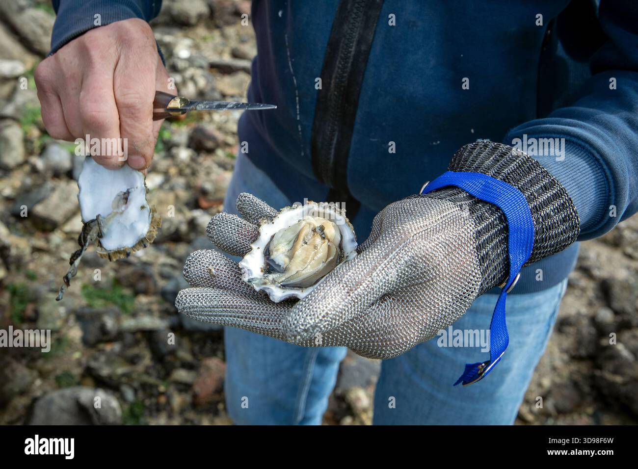 Der Mann öffnet gerade gepflückte Austern mit einem Messer. Seine Hand ist mit einem Stahlhandschuh geschützt Stockfoto