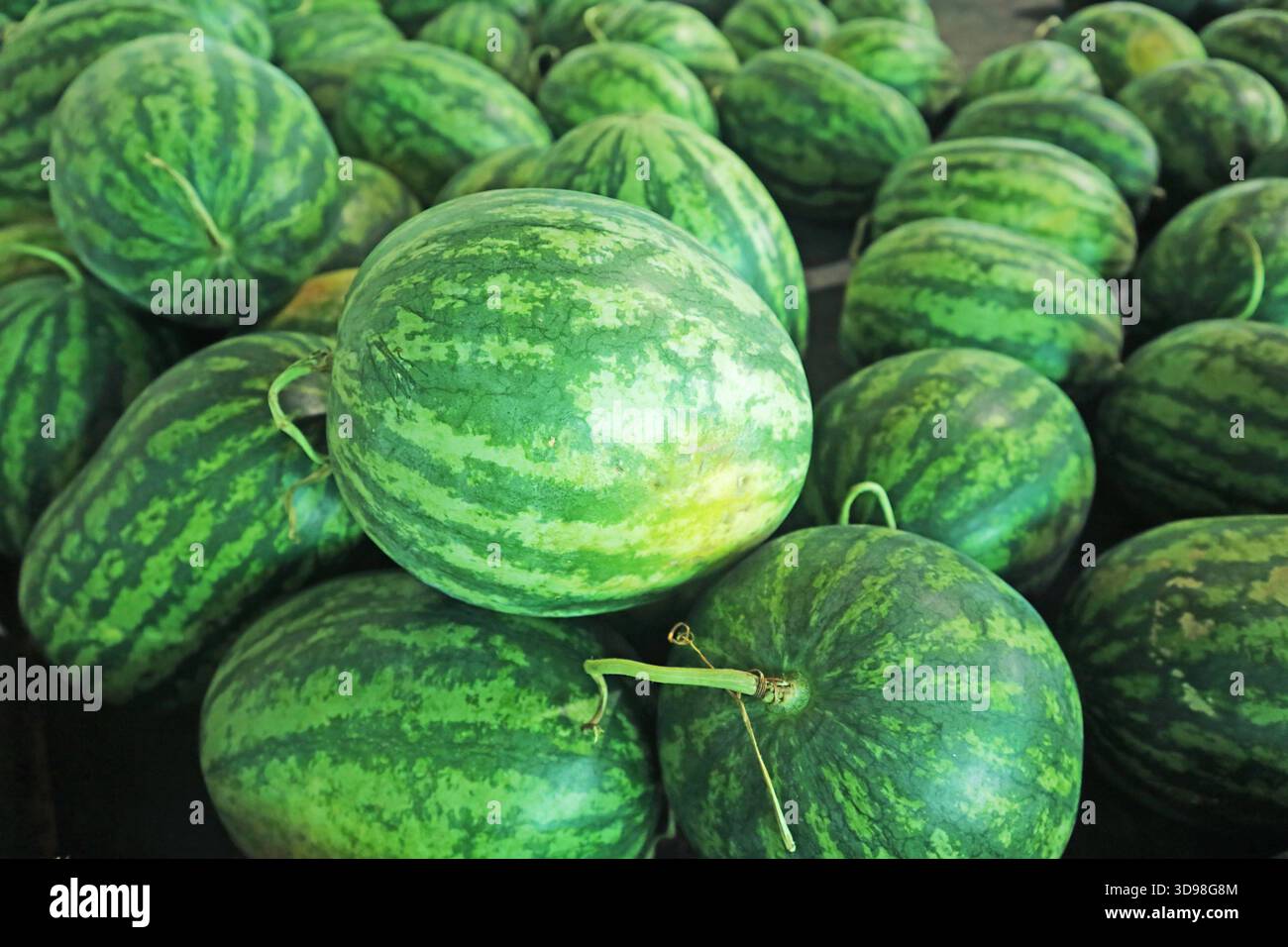 Haufen von Wassermelonen, leckere Früchte, verpackt mit einem starken Antioxidans und unterstützender Hydration Stockfoto