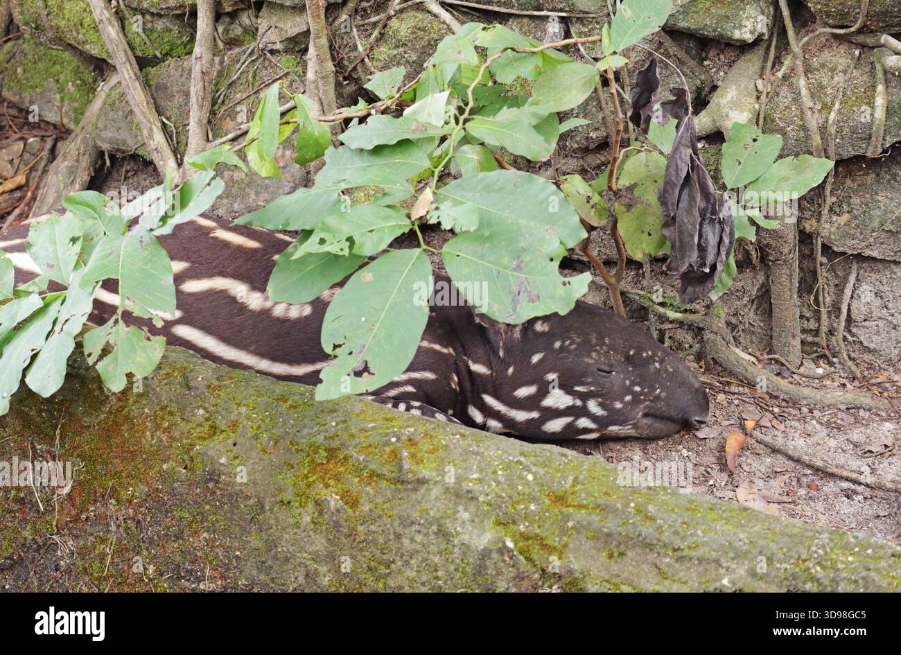 Ein paar Wochen neugeborenes Baby Malayan Tapir, das im Gehege eines offenen Zoos schläft Stockfoto