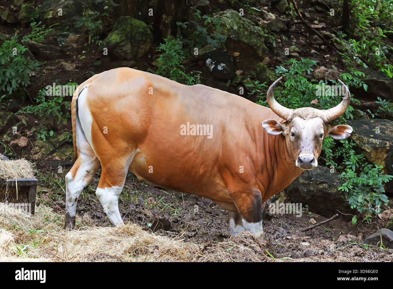 Weibliche Banteng oder Tembadau, die den Redish-braunen Mantel haben, haben ebenfalls einen großen weißen Rumpfflächen und Strümpfe Stockfoto
