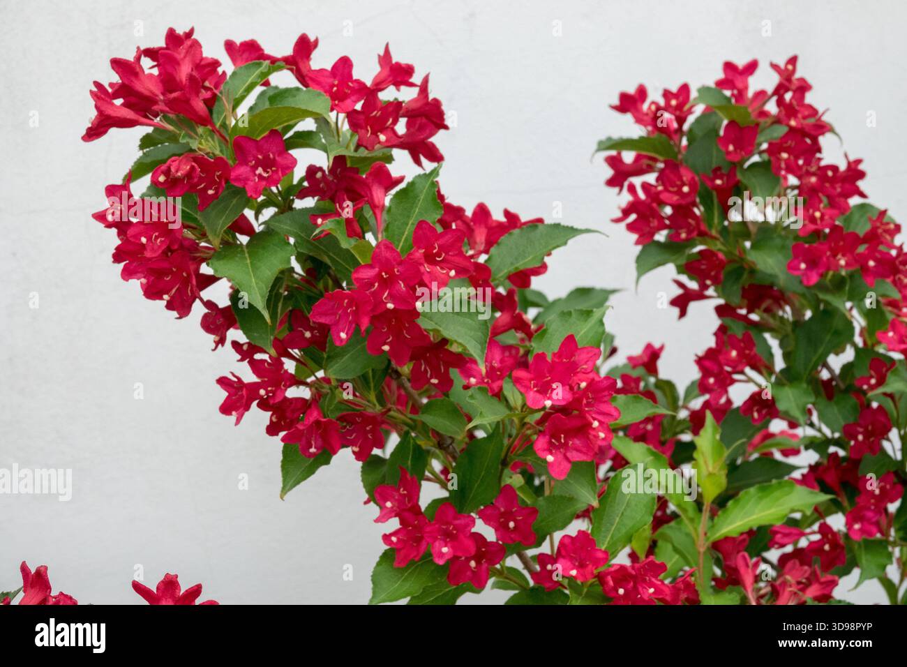 Altmodisches Weigela florida „Red Prince“ Stockfoto