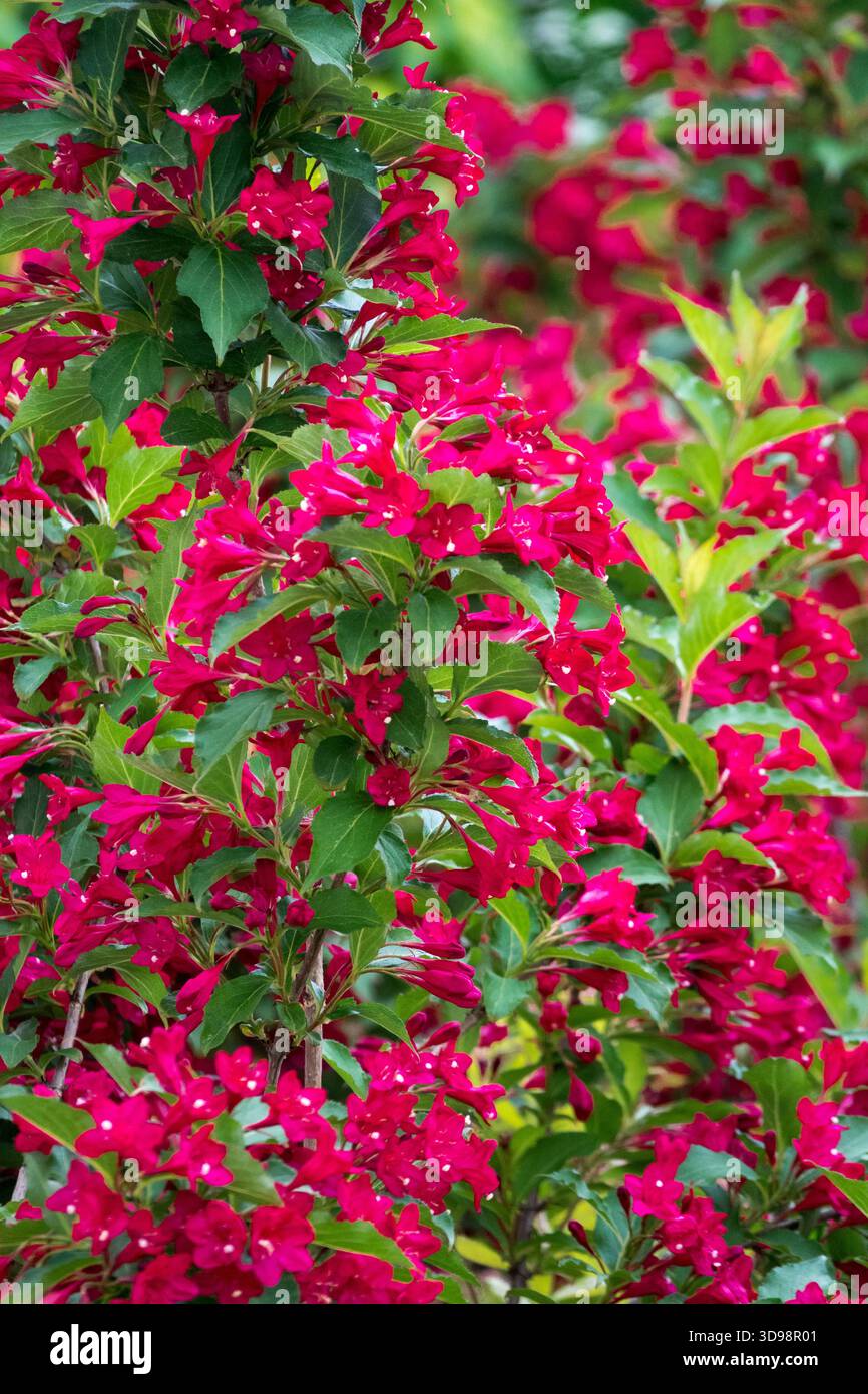 Waigela florida „Red Prince“ Stockfoto