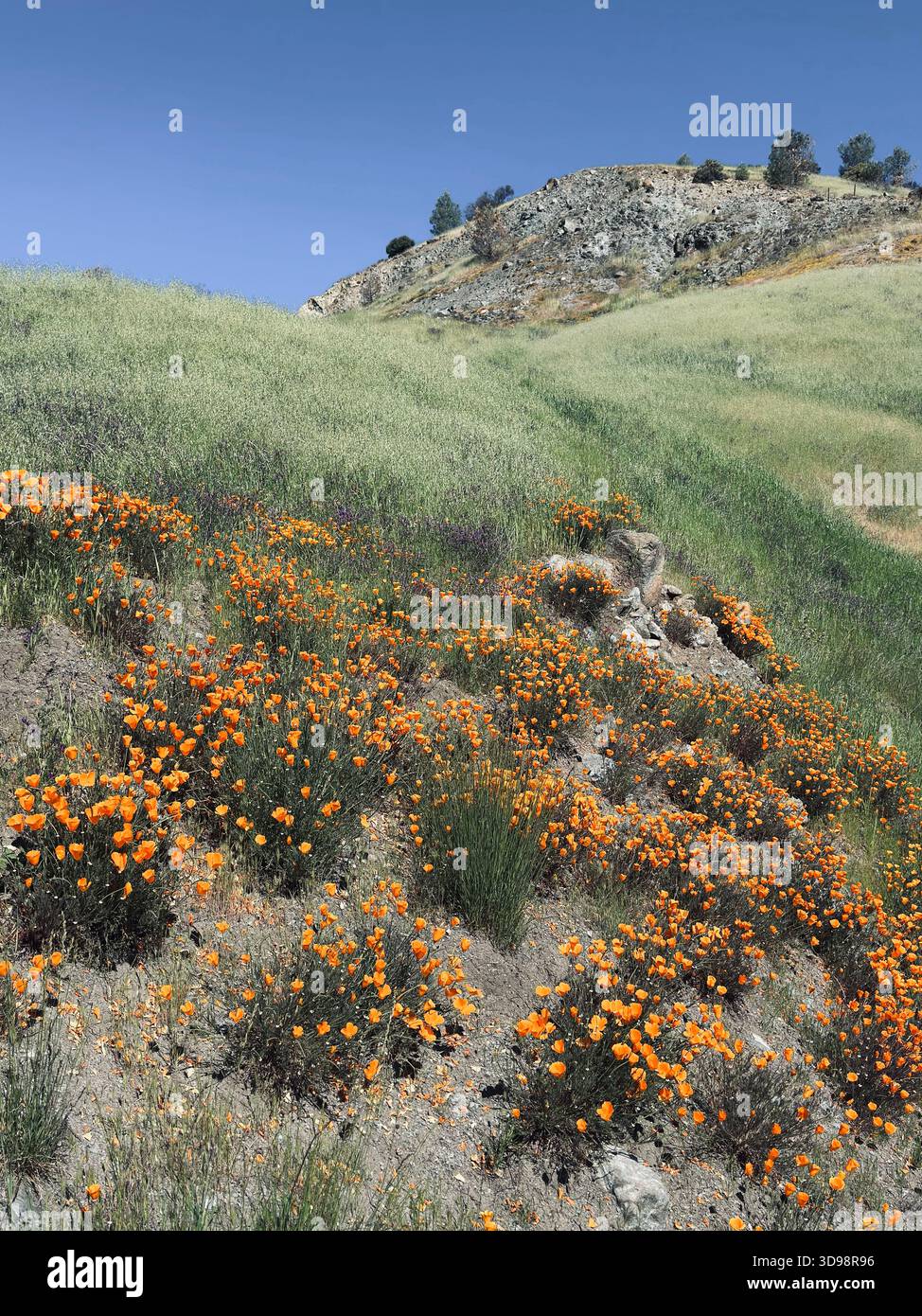 Felder von kalifornischem Mohn (Eschscholzia californica) der Frühlingsberge des Capay Valley - Zentralkalifornien Stockfoto