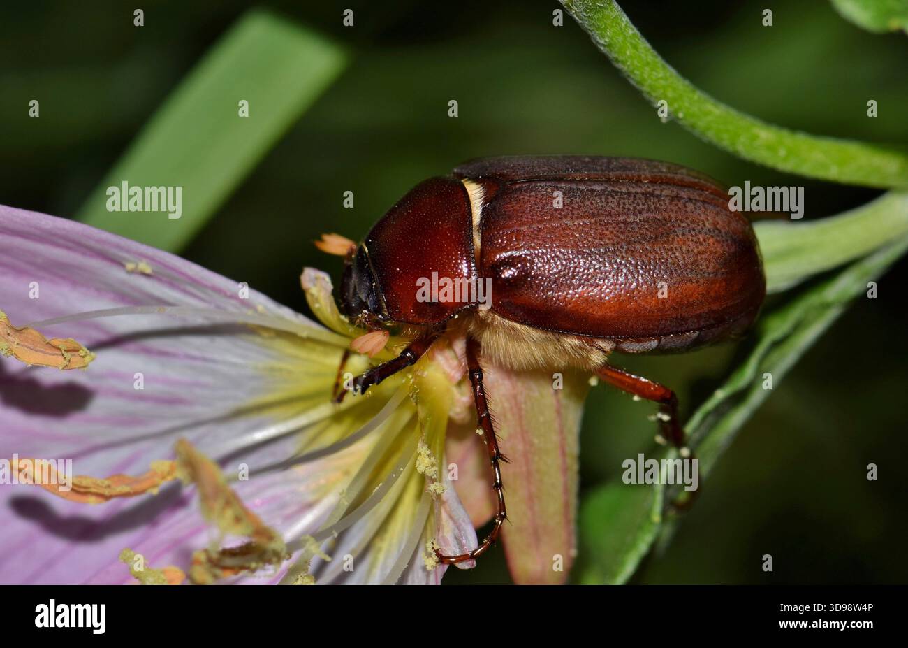 Juni-Käfer Phyllophaga kann Insekten auf Springzeit Wildblumengarten Naturschädlingsbekämpfung beäugen. Stockfoto