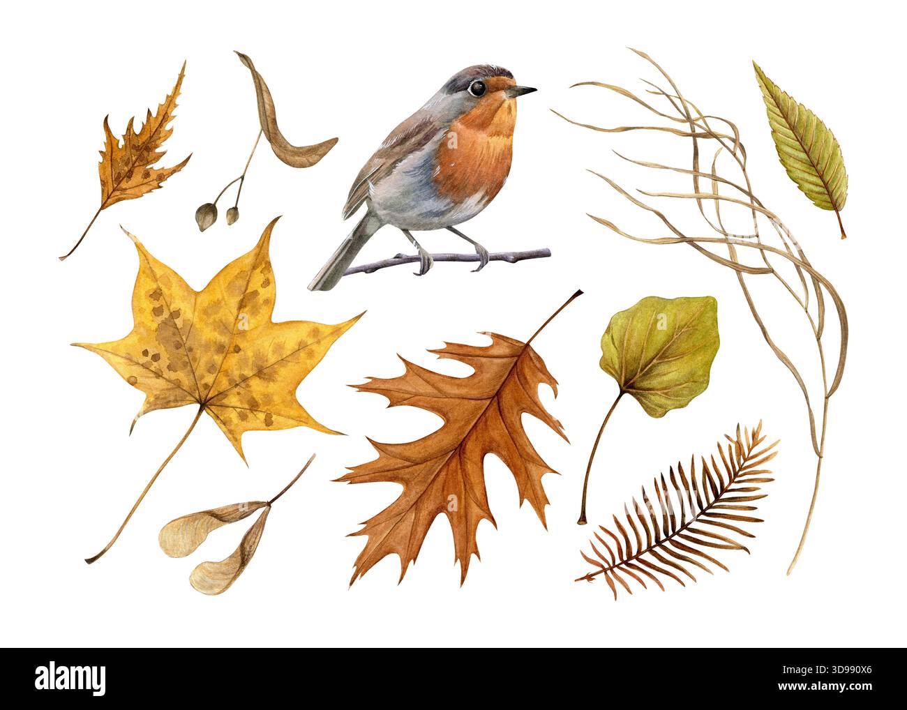 Aquarellset aus Herbstblättern, Samen, trockenem Gras und rotkehlchen, die auf einem Zweig sitzen. In realistischem Stil gemalt. Ideal für saisonale Karten, Poster, Natu Stockfoto