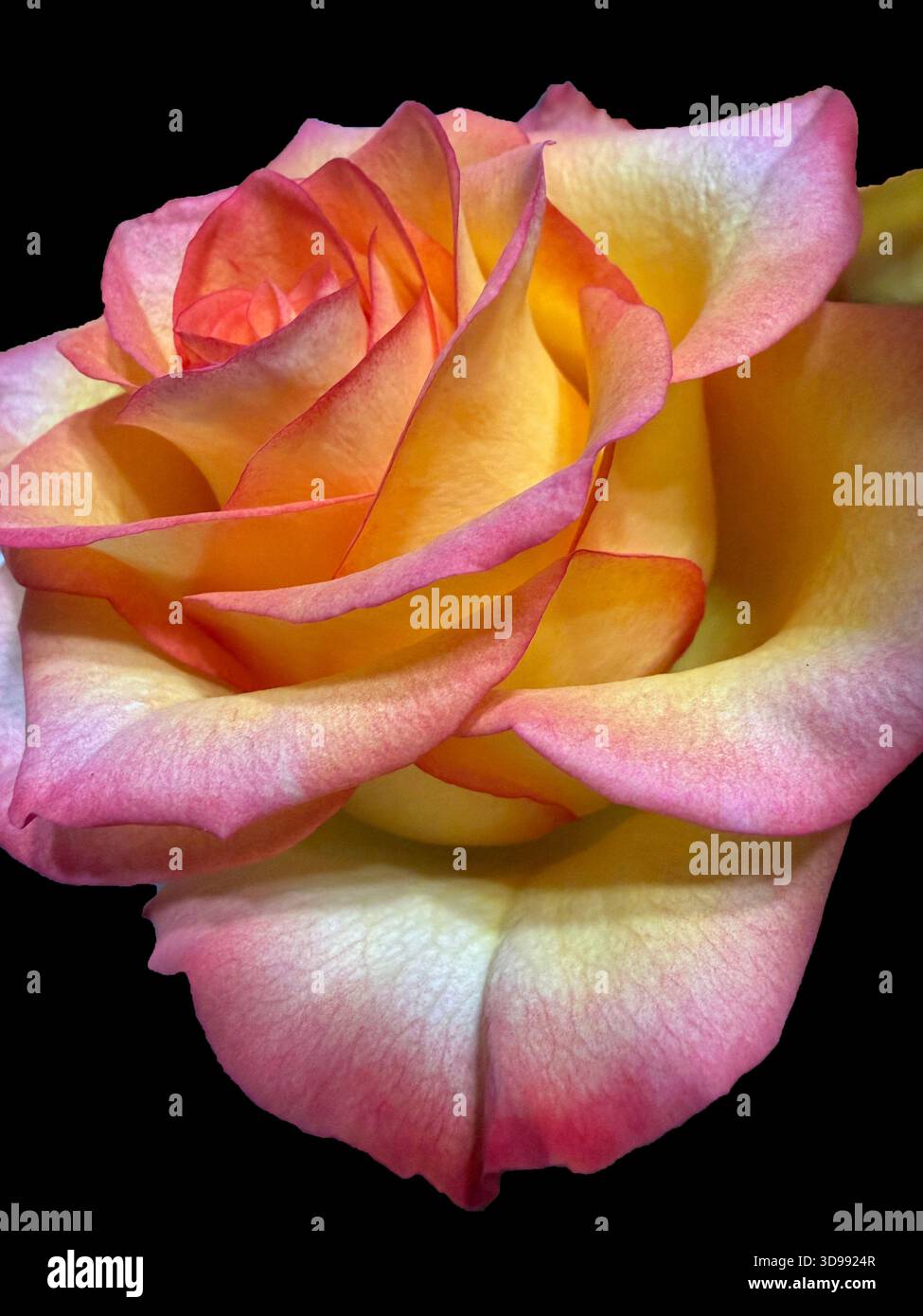 Nahaufnahme, Seitenansicht einer blühenden, dreifarbigen Rose mit gelben, orangen und rosa Blütenblättern, isoliert vor schwarzem Hintergrund - Smartphone-aufgenommenes Stockfoto