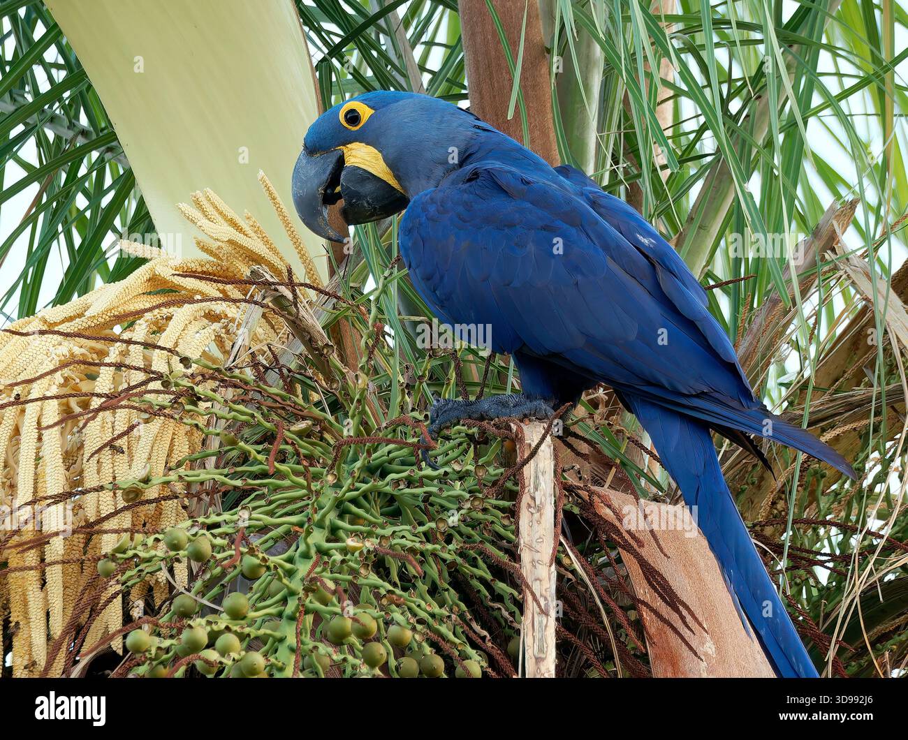 hyazintharas, Hyazintharas, Hyazinthara, Ara hyacinthe, Anodorhynchus hyacinthinus, jácintkék ara, Pantanal, Mato Grosso, Brasilien, Südamerika Stockfoto