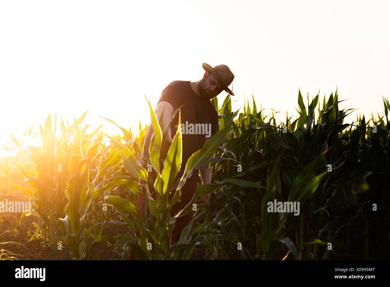 Landwirt untersucht Maisernte auf bewirtschaftetem Feld. Stockfoto