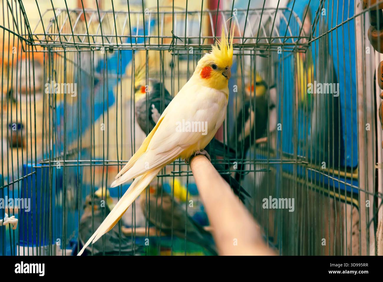 Papagei-Cockatiel Nymphicus hollandicus ist ein Vogel aus Australien. Posiert für ein Foto auf einem Käfig und sieht niedlich aus. Käfig für Vögel Platz f Stockfoto