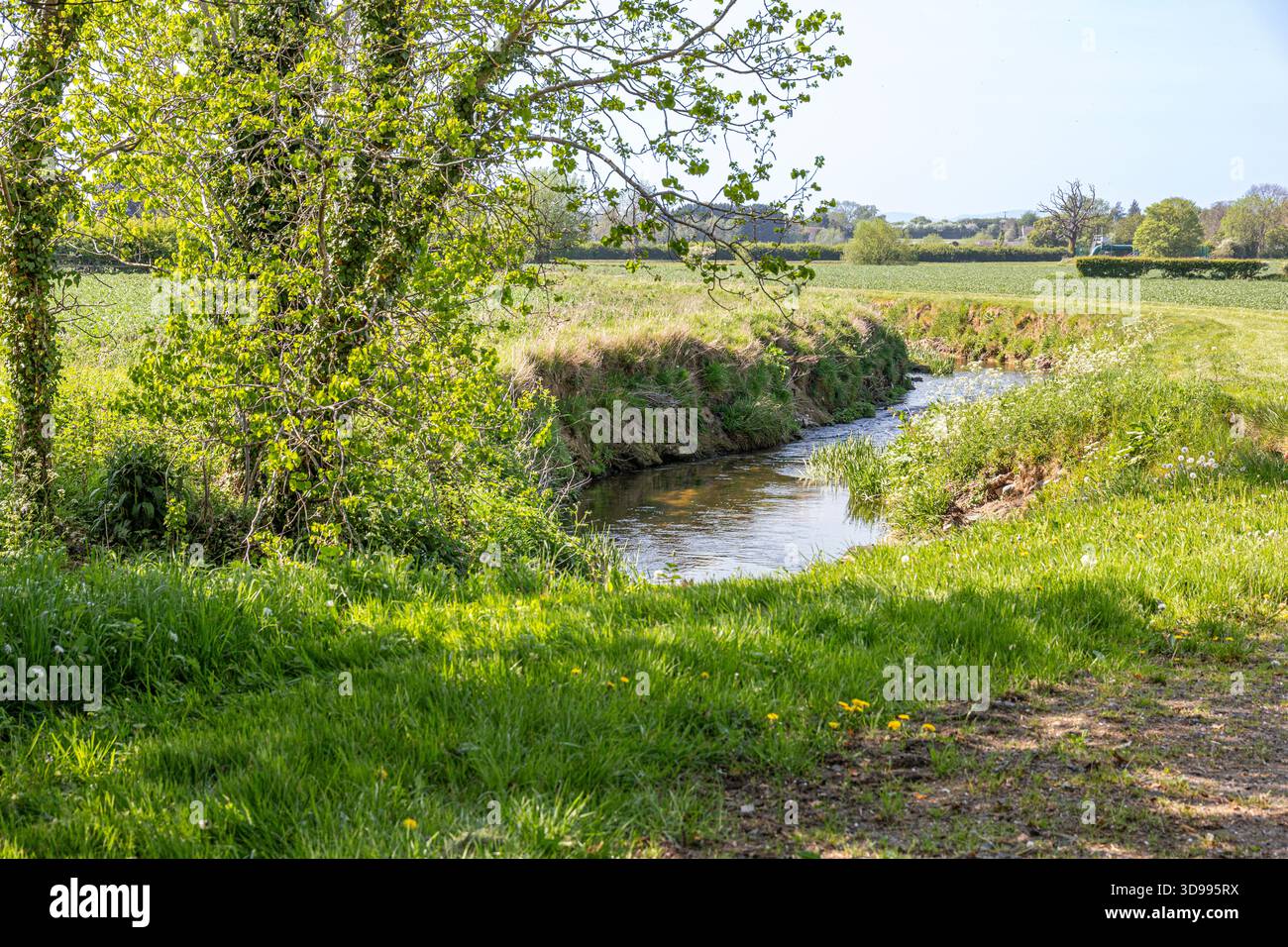 Der junge River Chelt in Boddington, Gloucestershire, England, Großbritannien Stockfoto