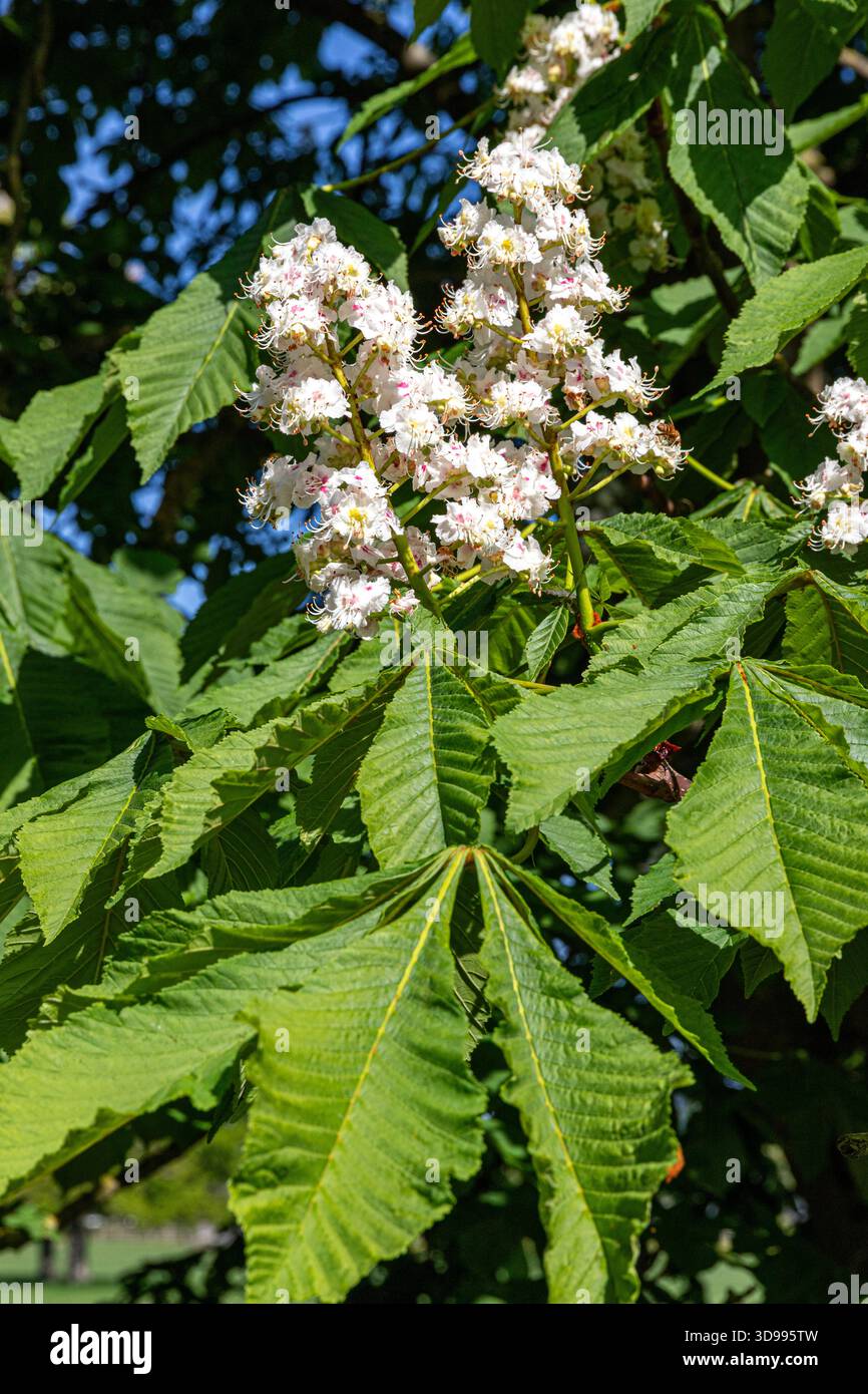Süße Kastanienblüte im Frühling in Boddington, Gloucestershire, England, Großbritannien Stockfoto